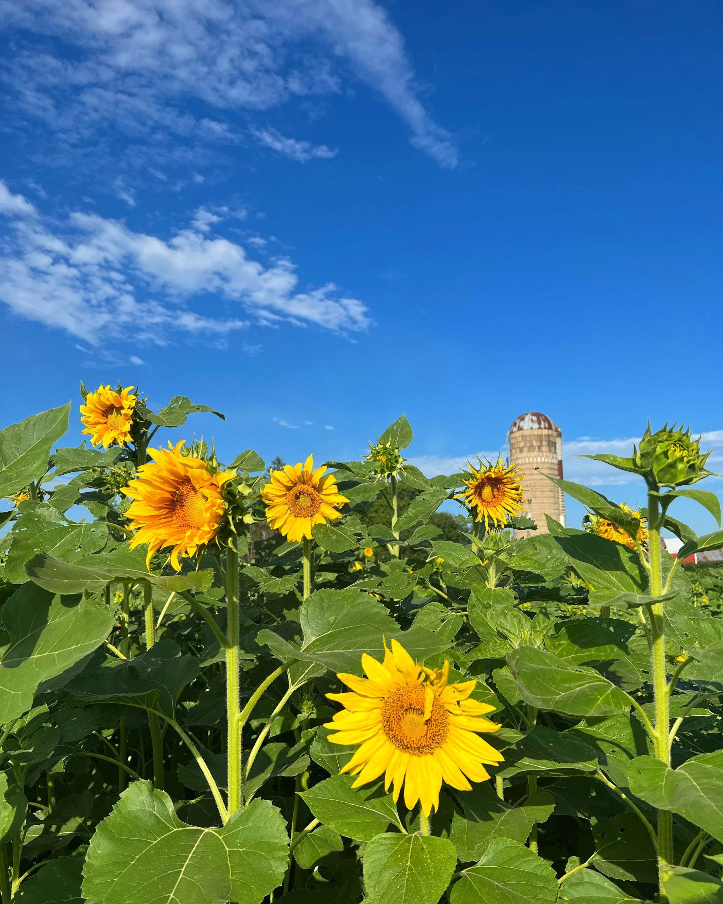 Sunflower Happy Hour