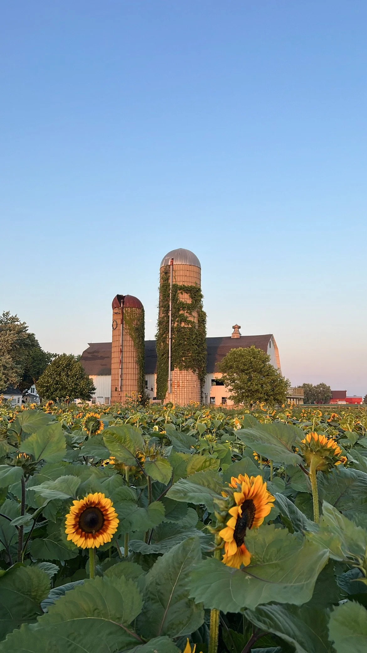 Sunflower Happy Hour