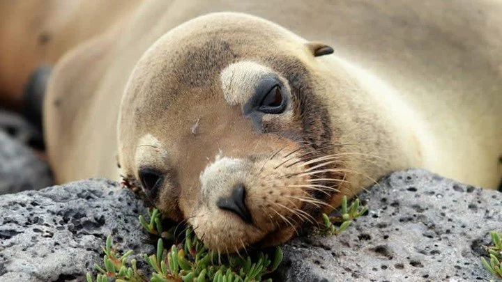 🌊🐢 Embark on an unforgettable adventure with our Galapagos sailings! Experience the unparalleled beauty of nature and wildlife in this breathtaking archipelago. From adorable sea lions to majestic tortoises, every moment is a chance to connect with