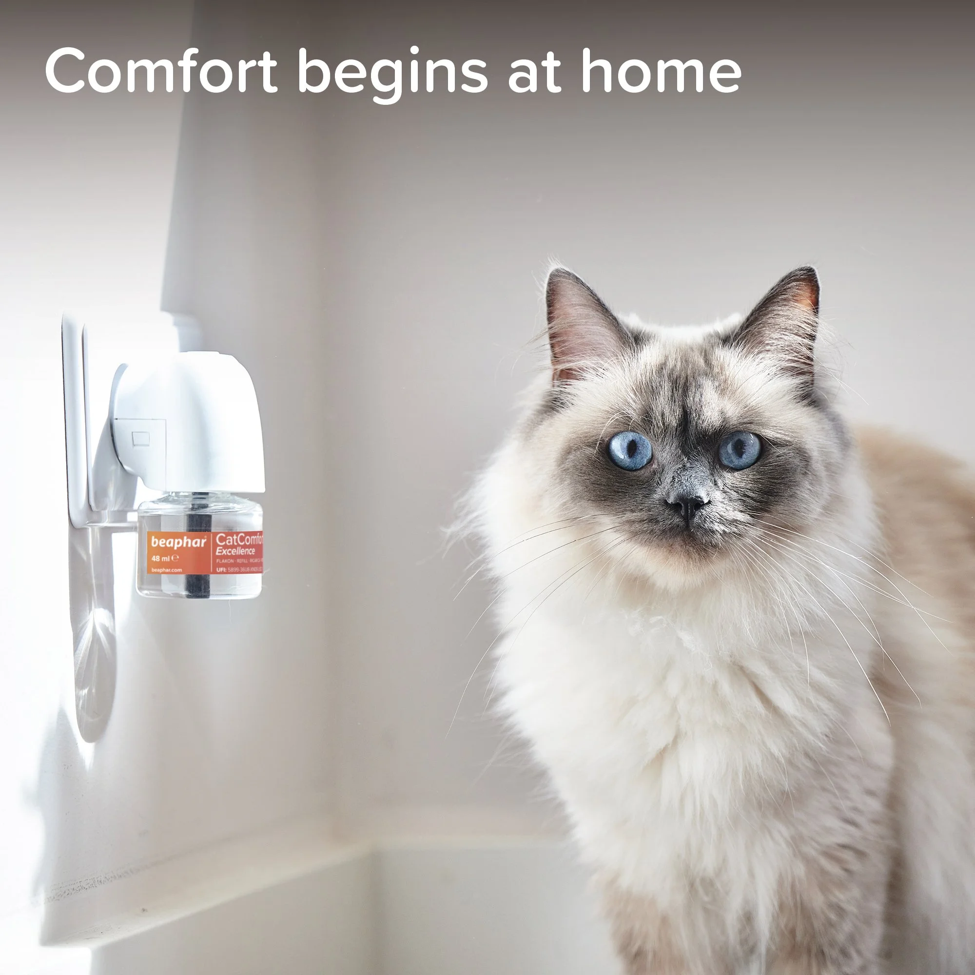 A Siamese cat with blue eyes standing in front of a wall with a wall-mounted automatic hand sanitizer dispenser, with the caption "Comfort begins at home."
