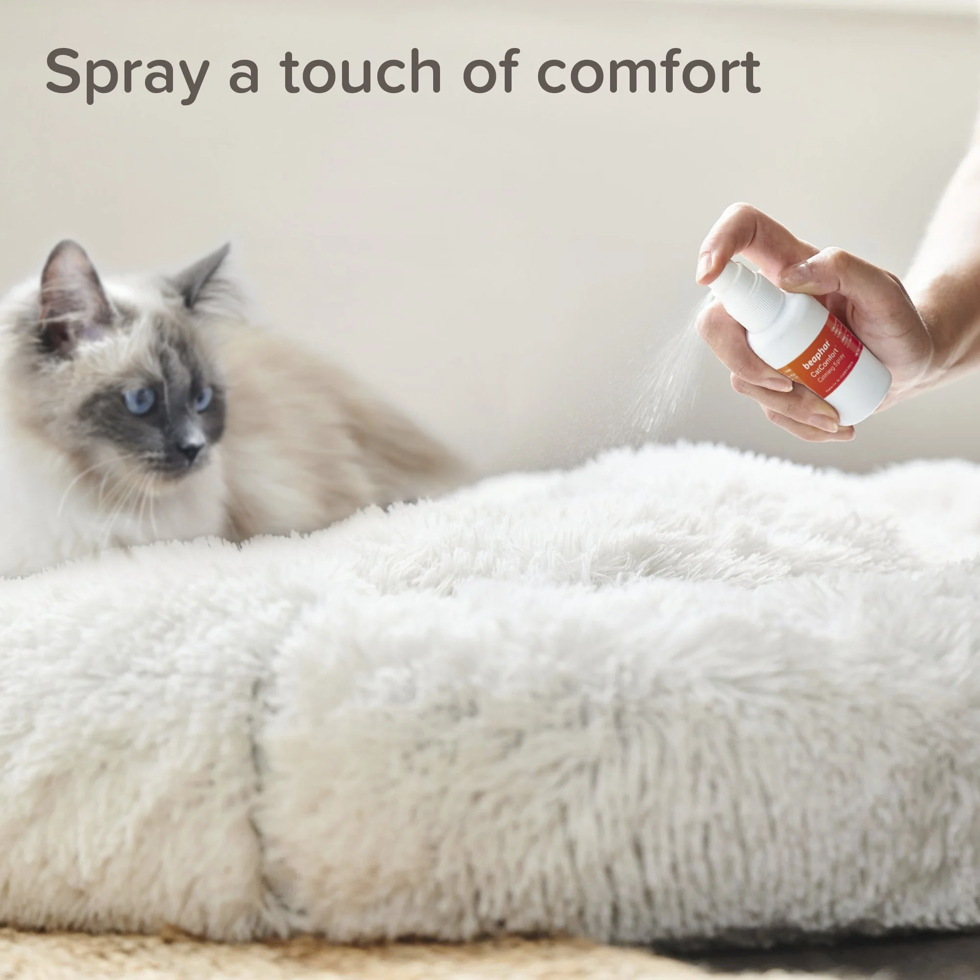 A person spraying a calming spray on a fluffy bed for a cat, with a Siamese cat watching.