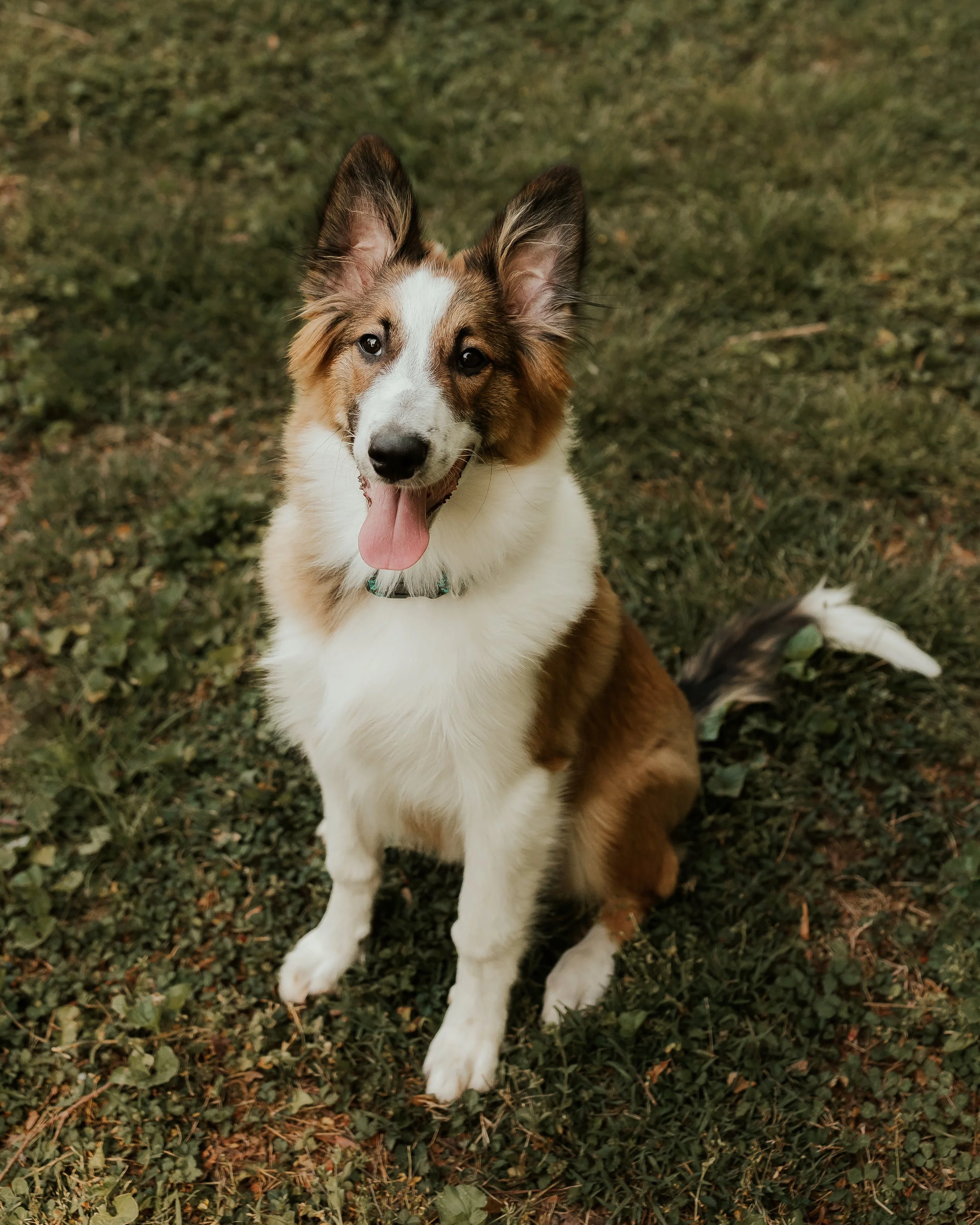 2025 Litter: "Copper" All grown up! 
