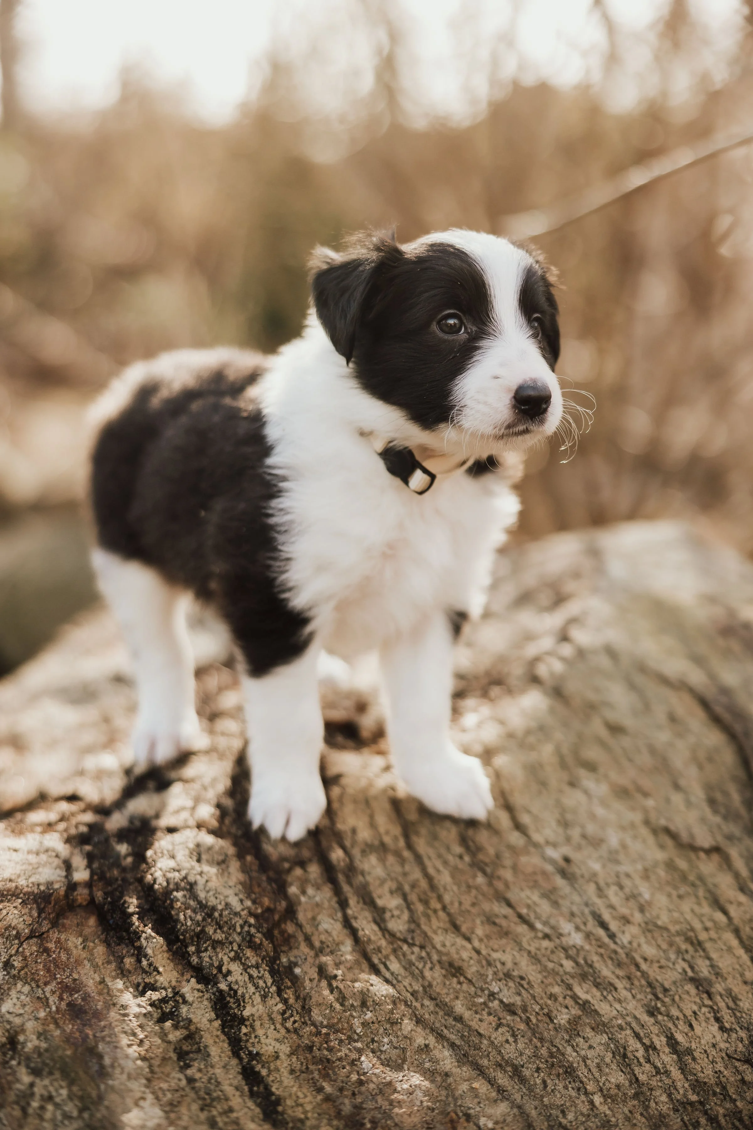 FiddlesticksPups-15.jpg