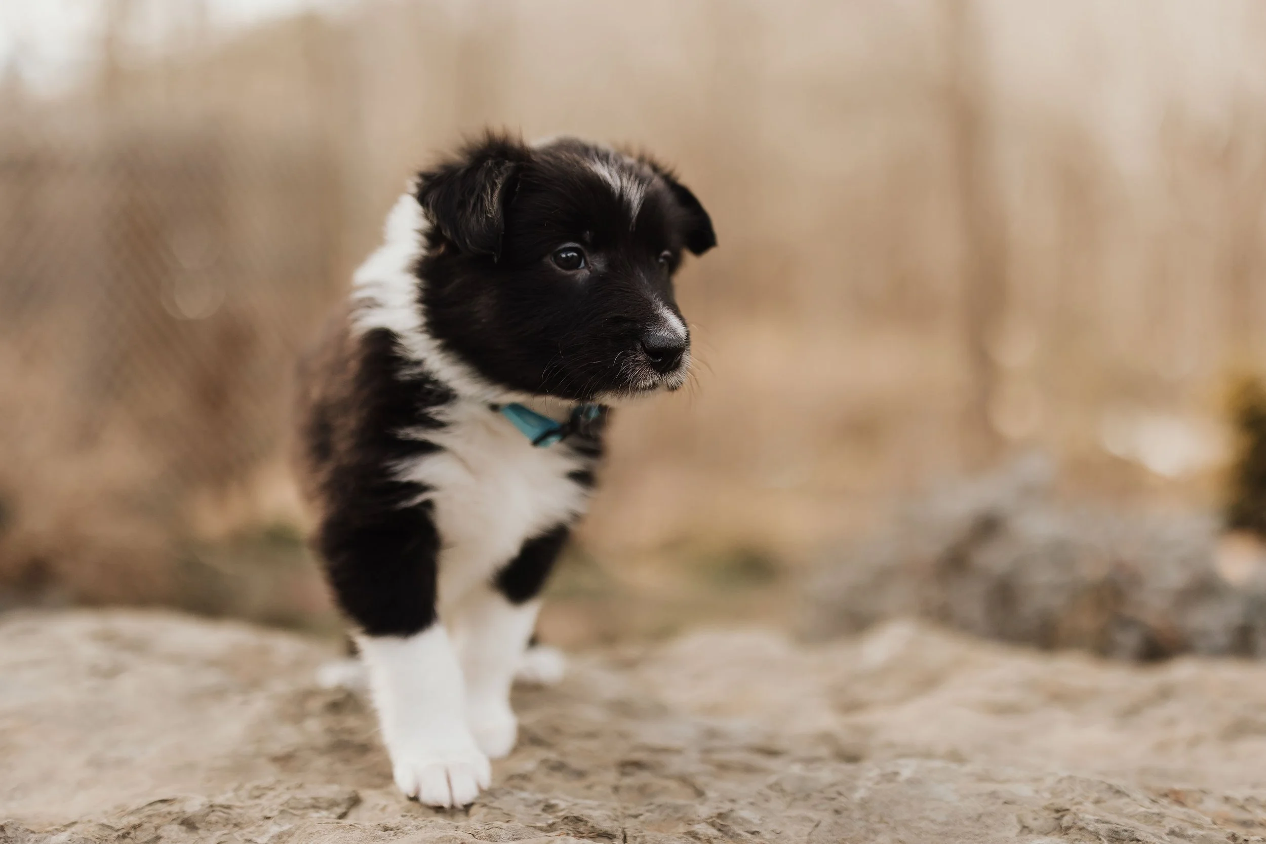 2025 Litter "Sapphire"