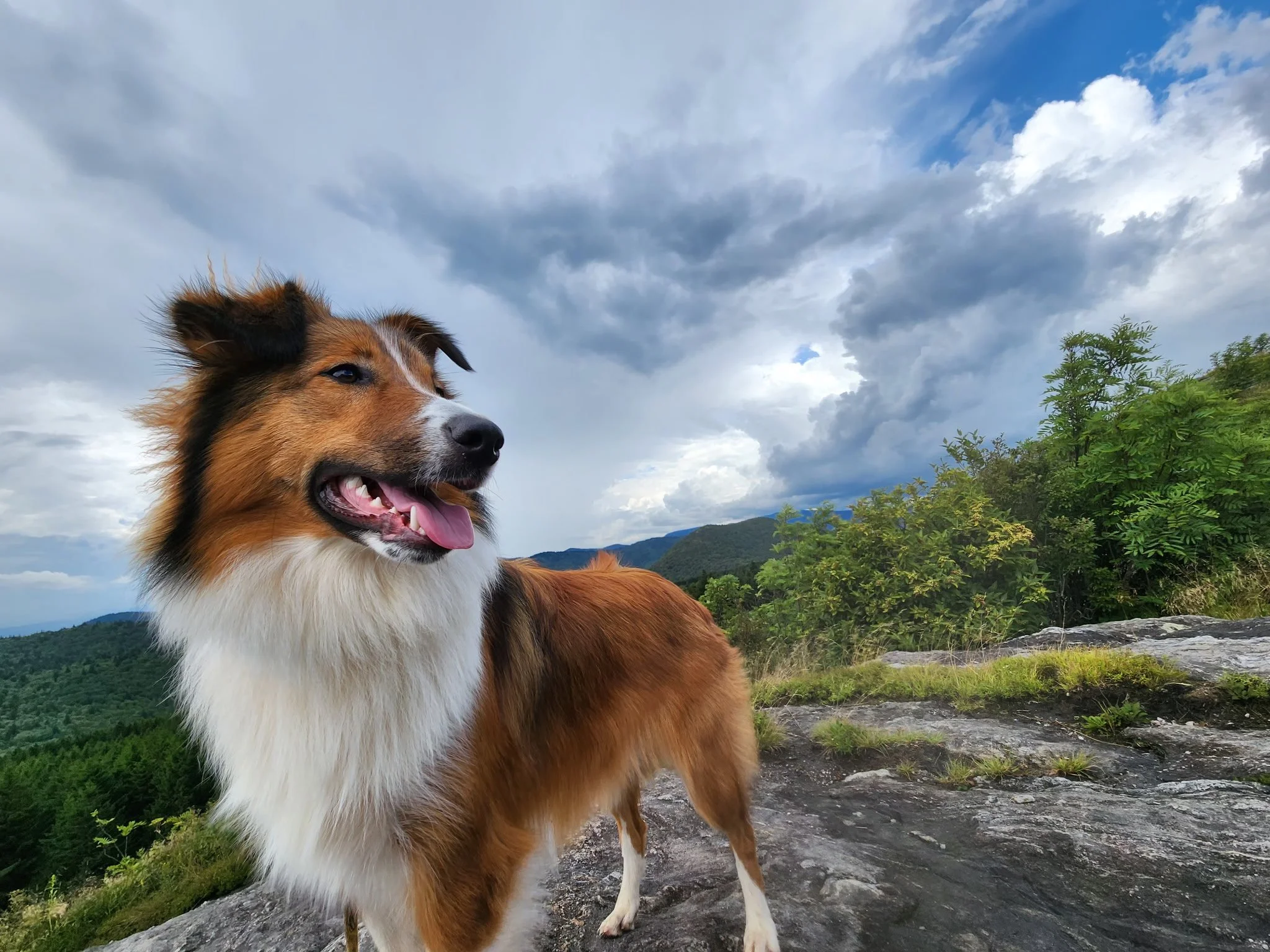Honey, our keeper from the 2025 Gemstones litter, has grown into an amazing dog -- Calm, caring, loving and so smart. She's in training as a service dog for my oldest kid and is doing great!