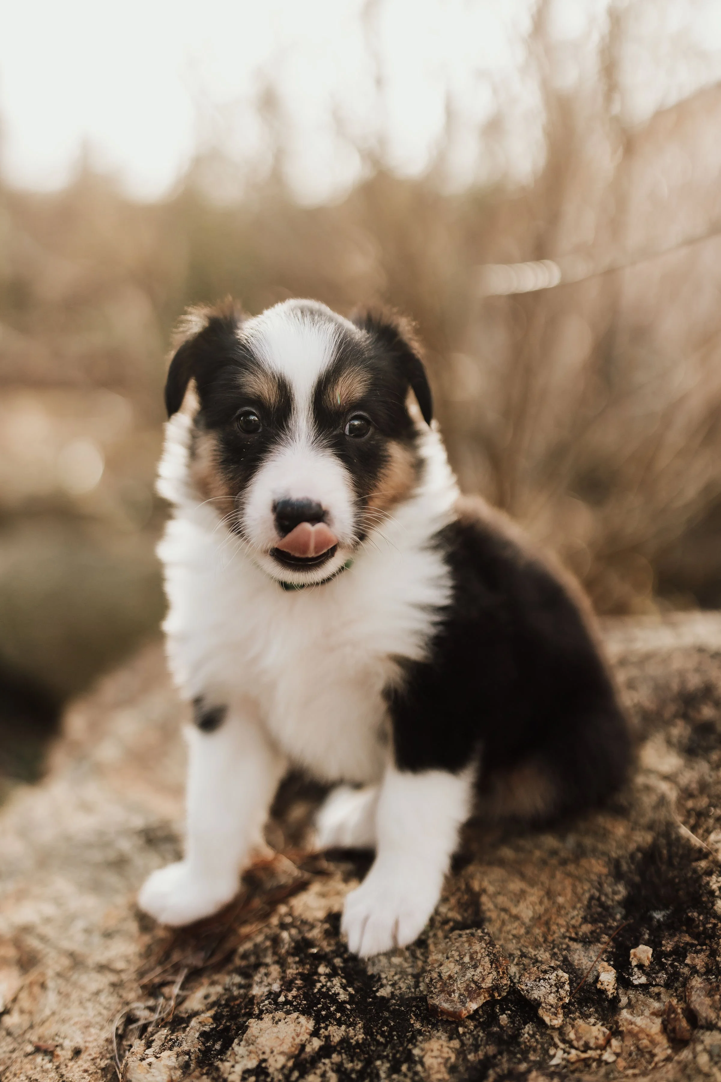 2025 Litter "Jade"