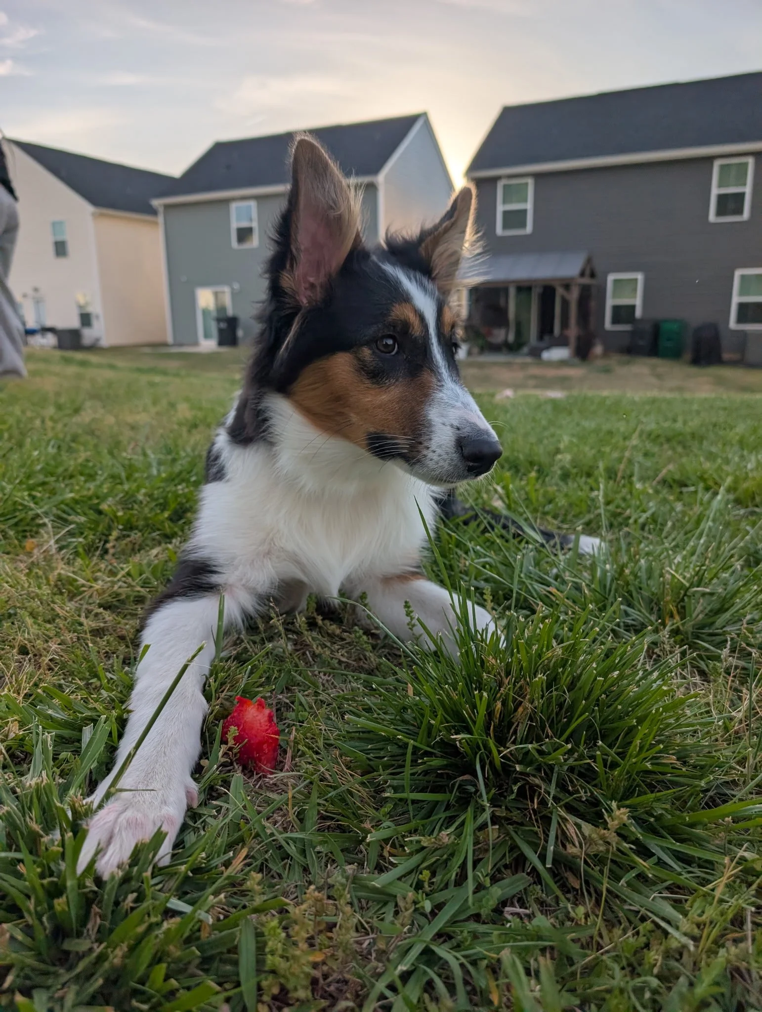 2025 Litter: "Jade" growing into a great dog