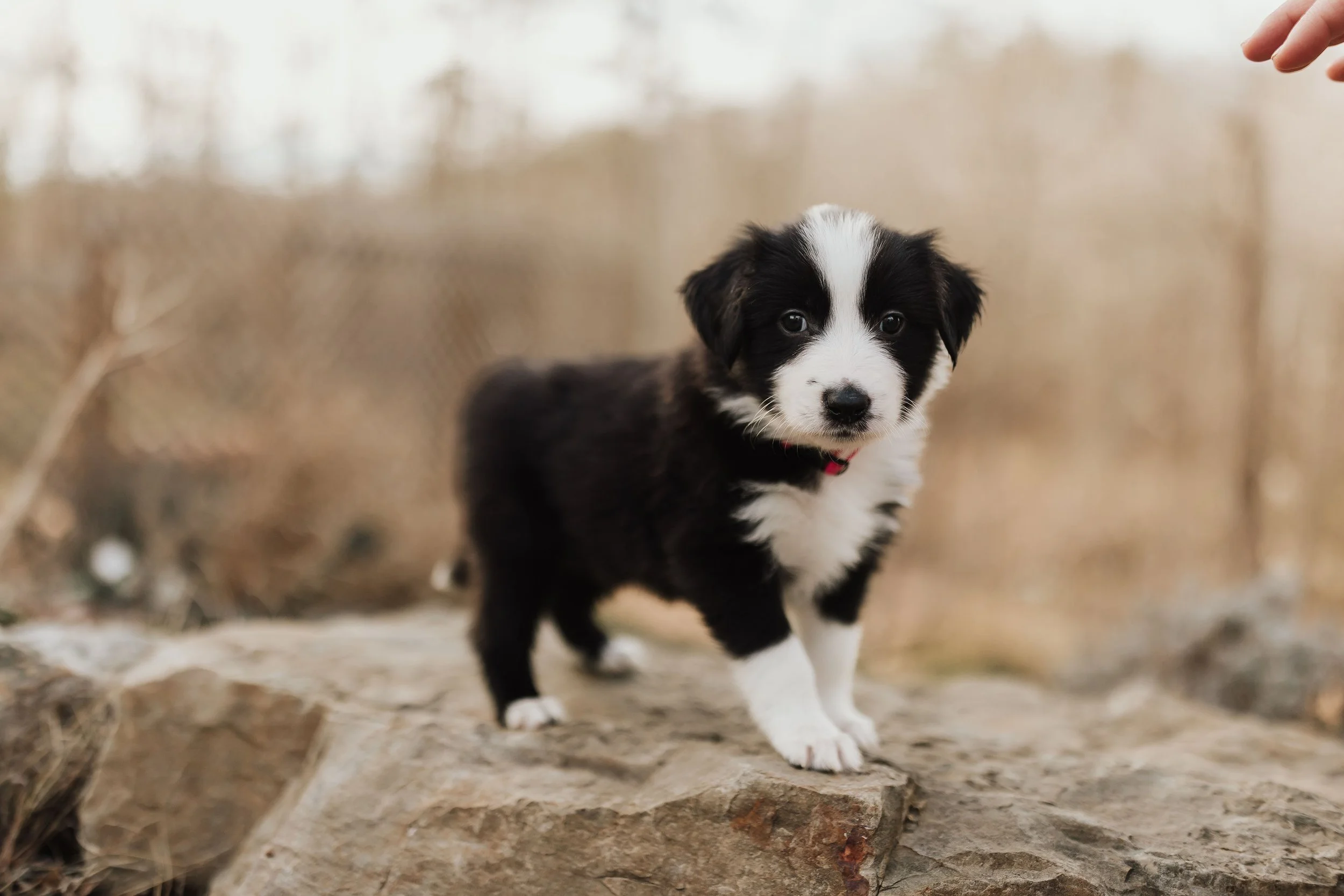 2025 Litter: "Ruby"
