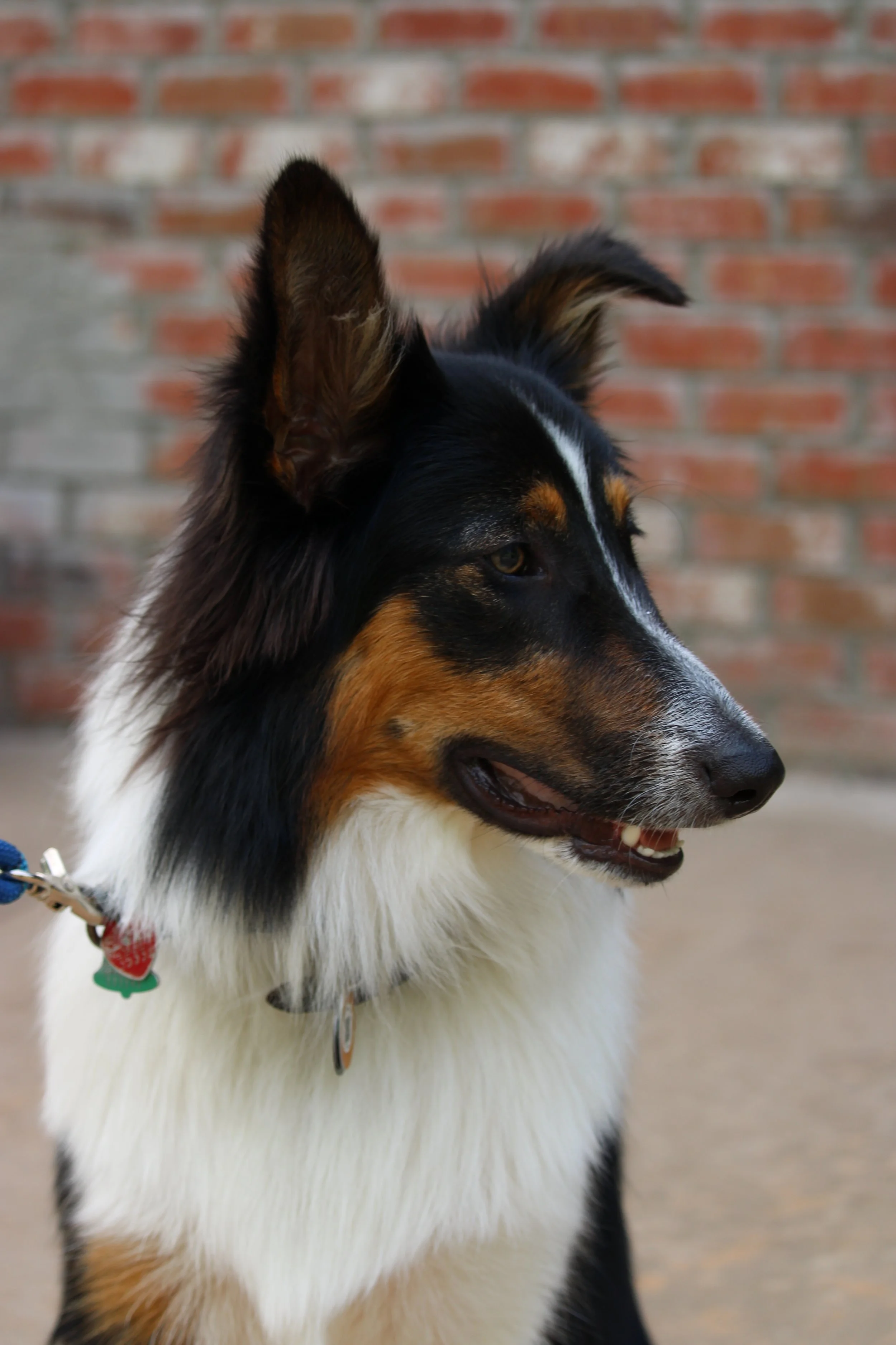 2025 Litter: "Jasper" All grown up into such a good boy!
