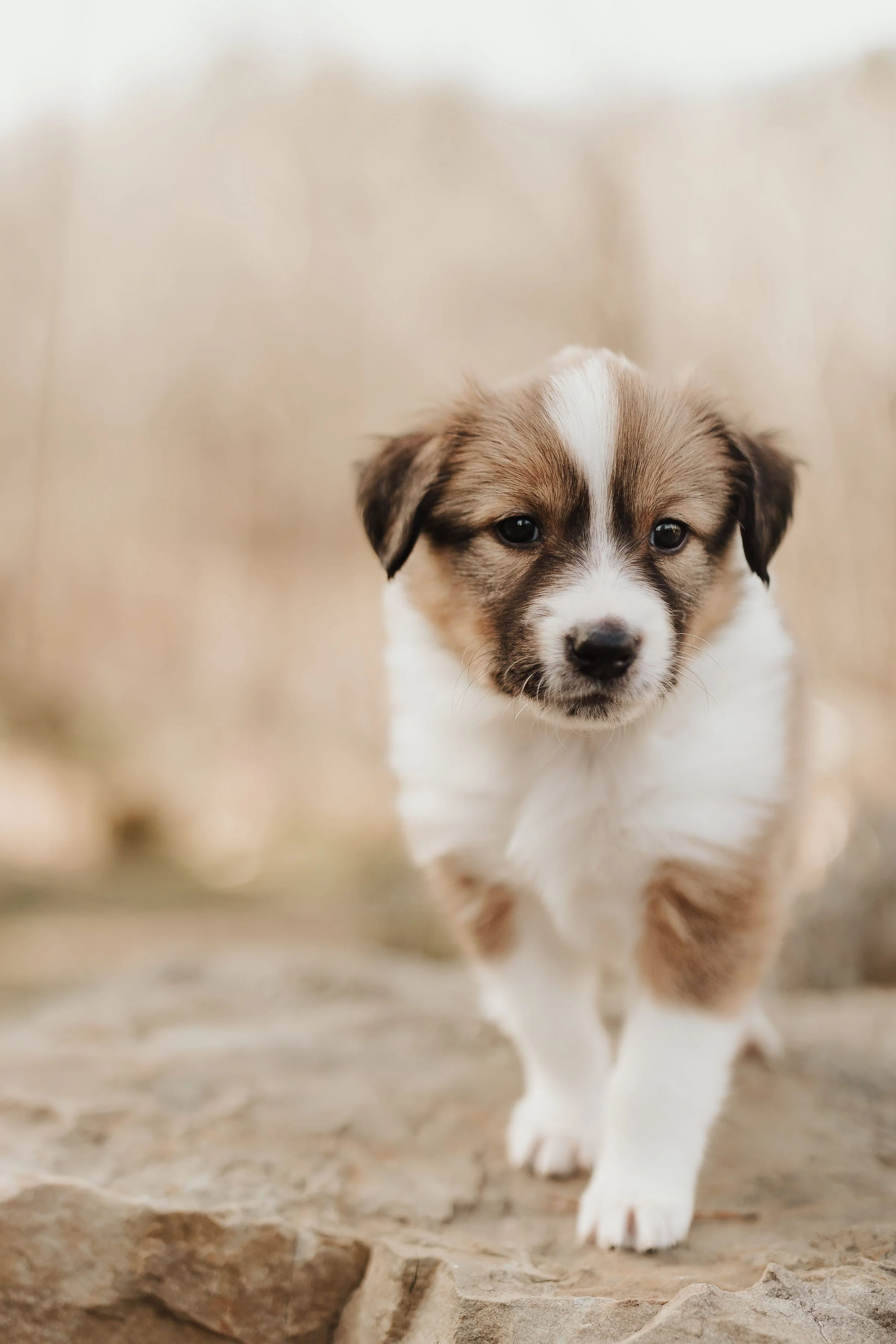 2025 Litter: "Honey"