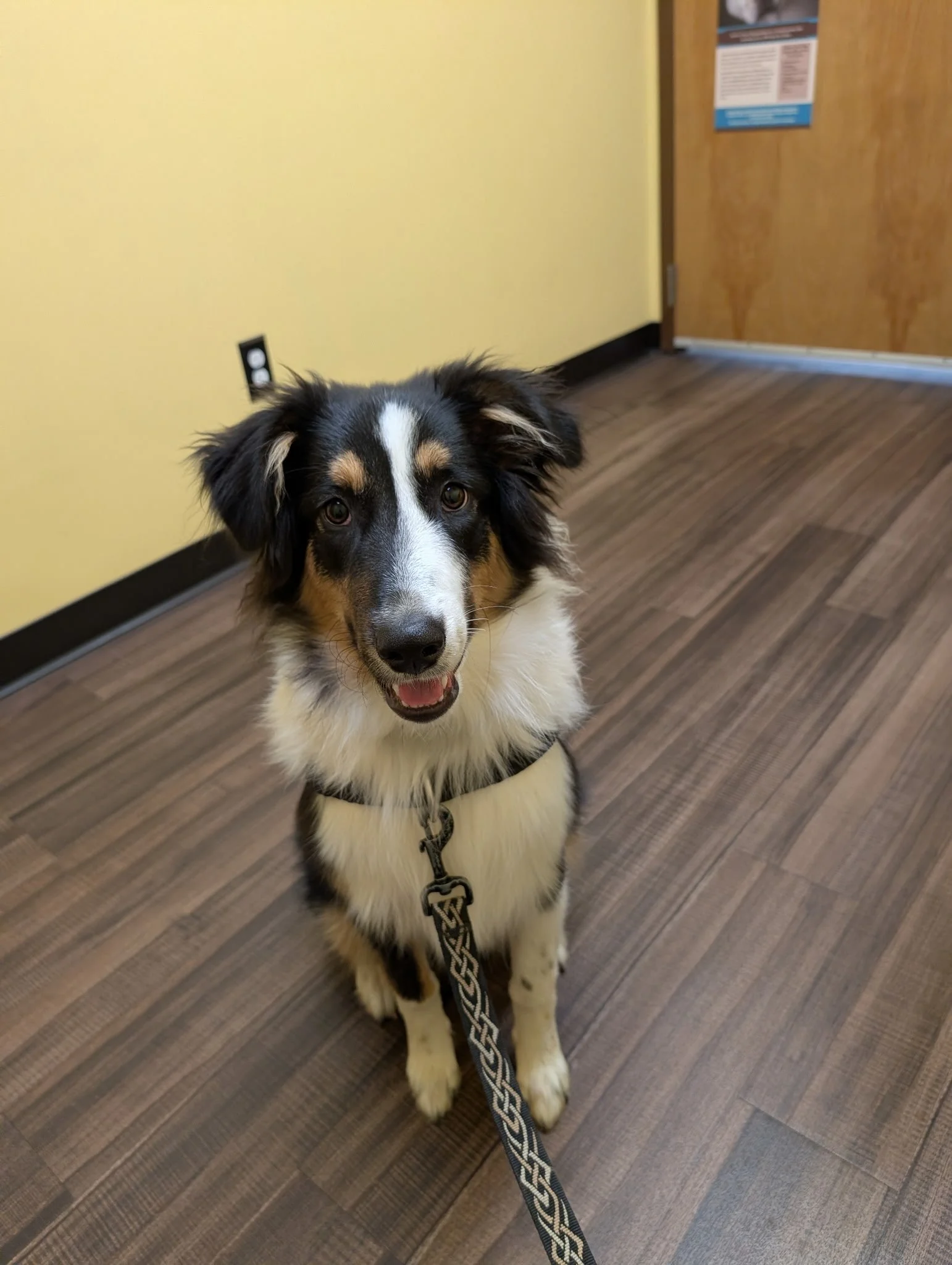 2025 Litter: "Garnet" All grown up into such a good boy! 