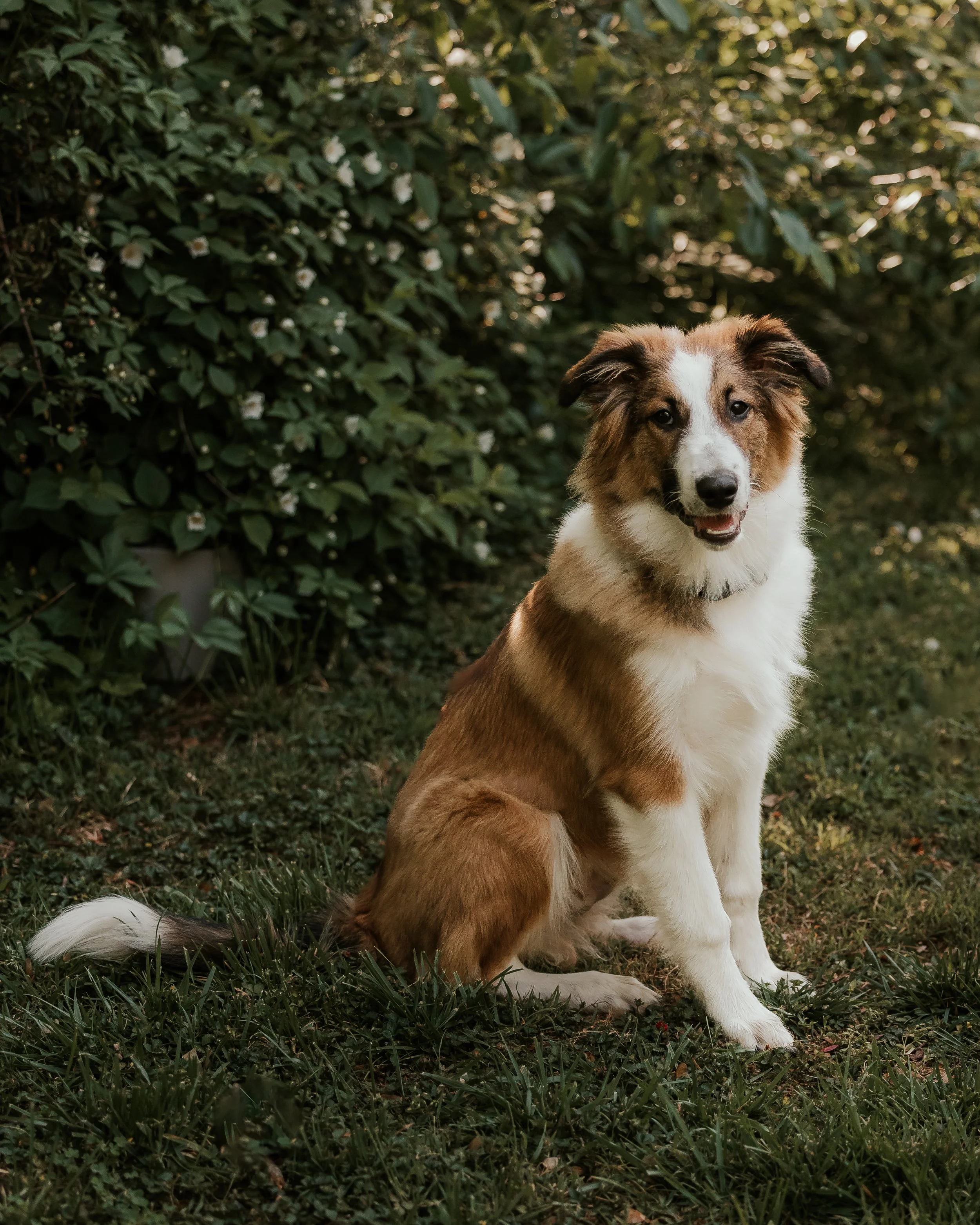 2025 Litter: "Copper" All grown up!