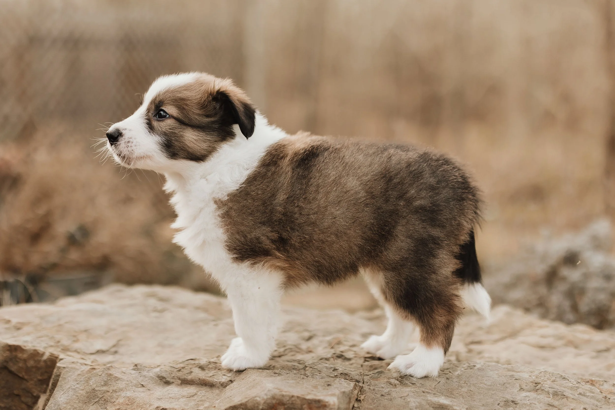 2025 Litter "Copper"