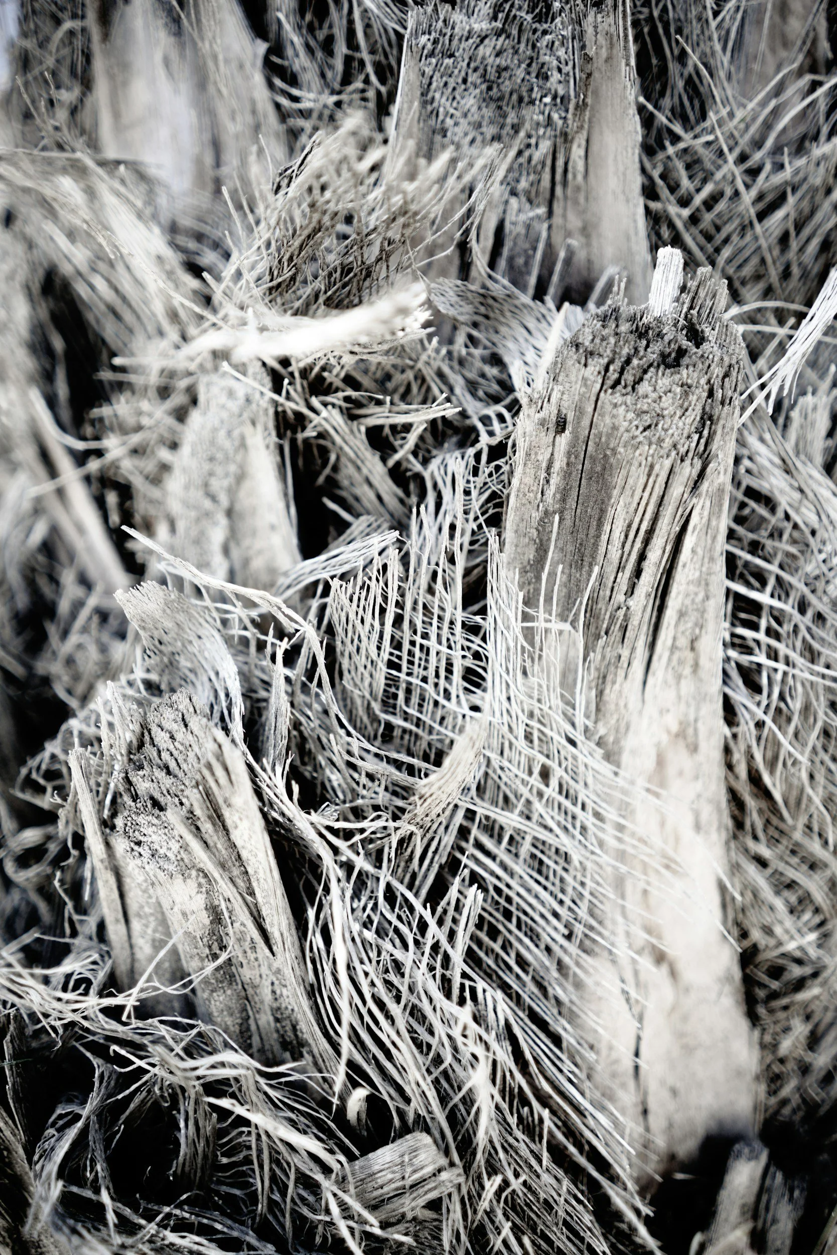 Close-up of weathered, broken tree bark with tangled fibers and wood fragments.