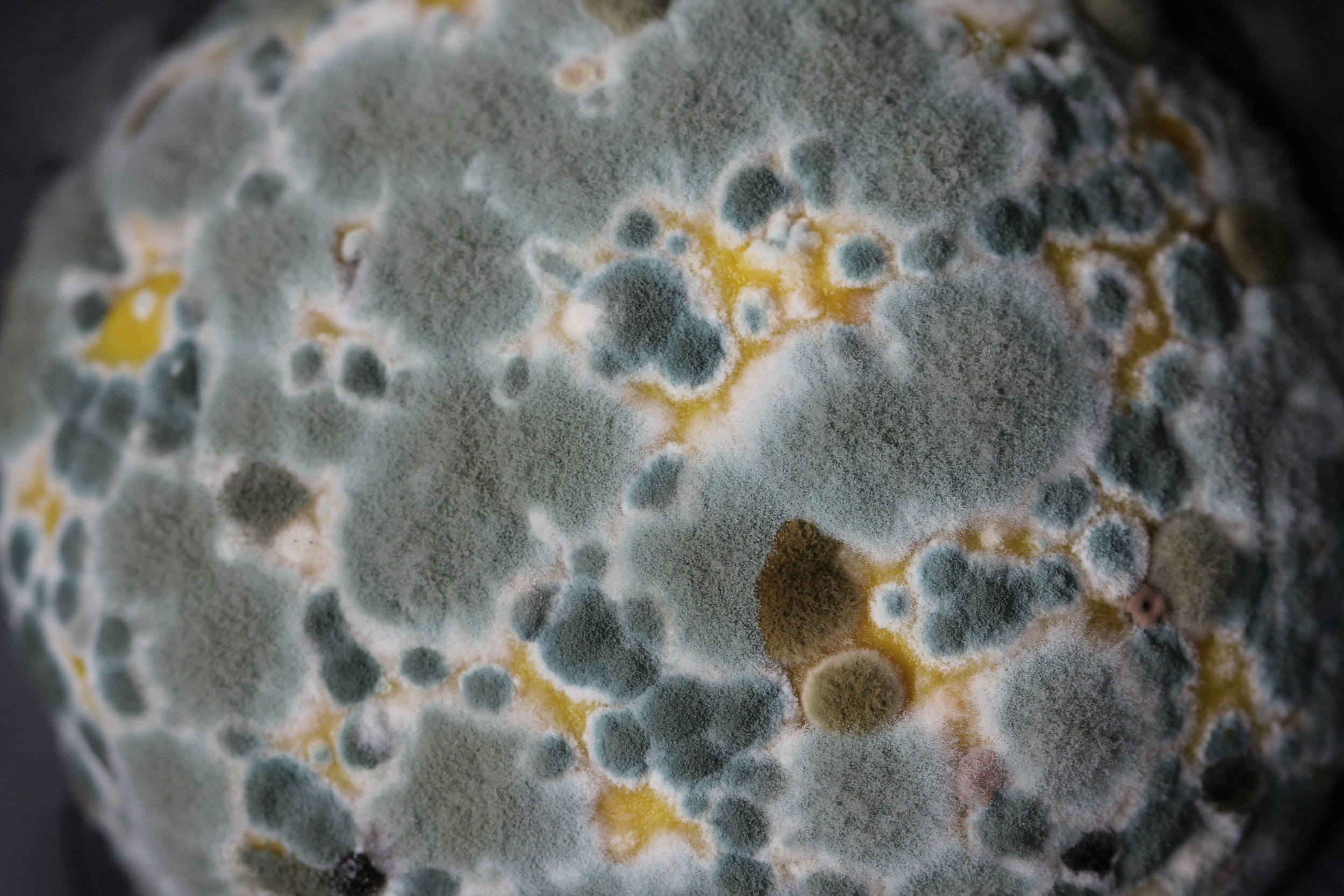 Close-up of mold with green, gray, and black fuzzy patches on a surface.