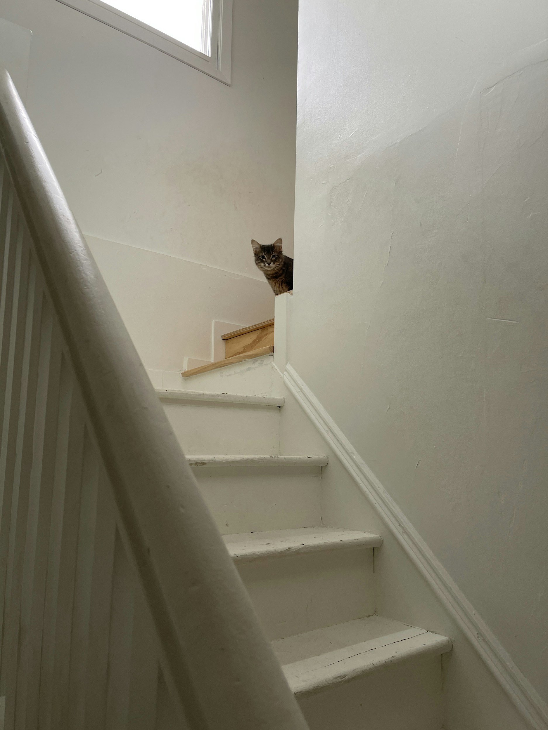 A cat peeking over the top of a staircase wall, looking down the stairs.