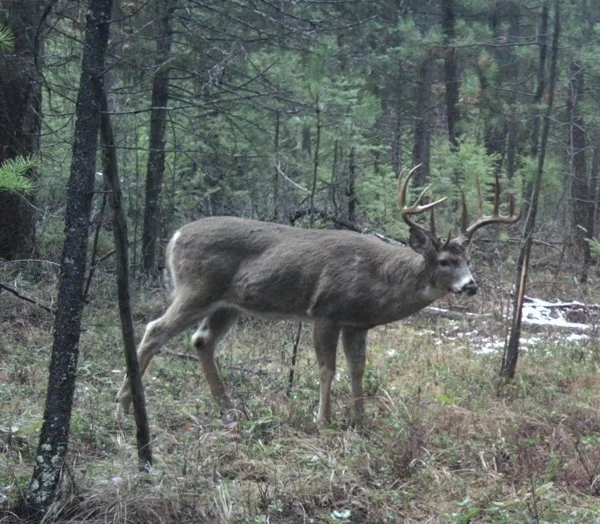 Whitetail_.jpeg