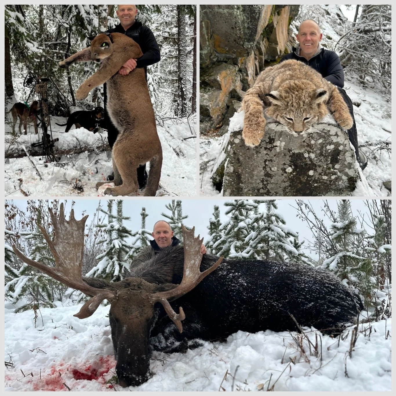 Moose_cat combo.JPEG