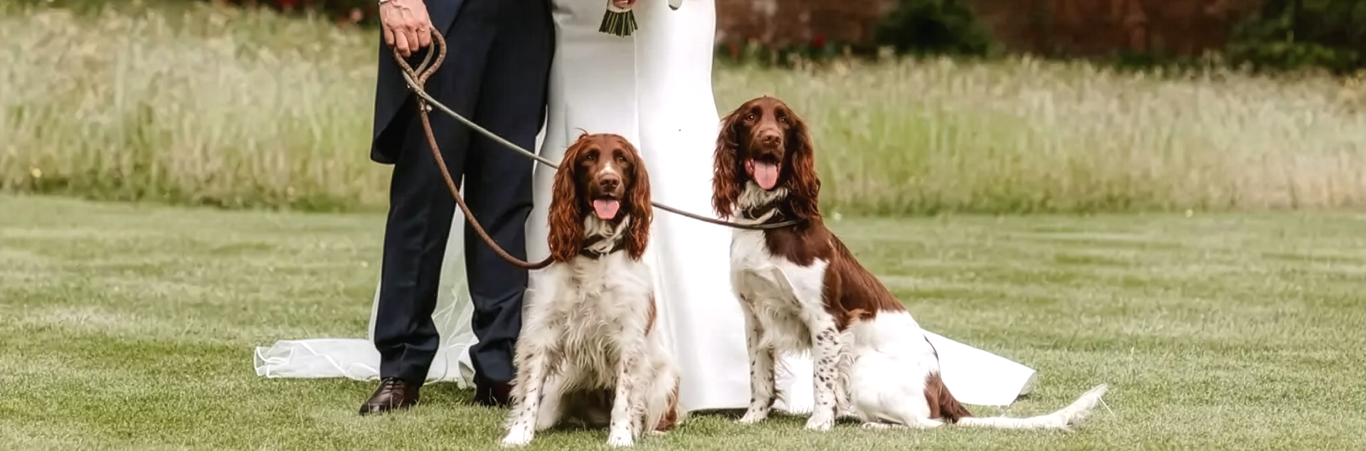 A bride and groom standing on a grassy field with two brown and white English Springer Spaniel dogs sitting in front of them. The dogs are on leashes.