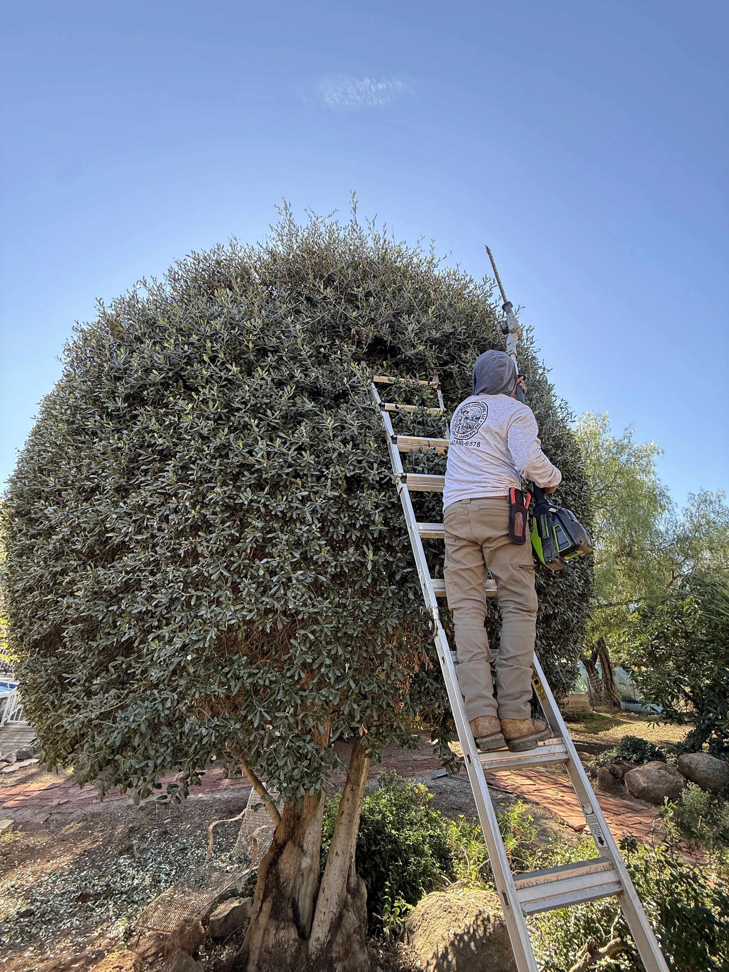 Is Winter the Best Time for Landscape Maintenance in San Diego?