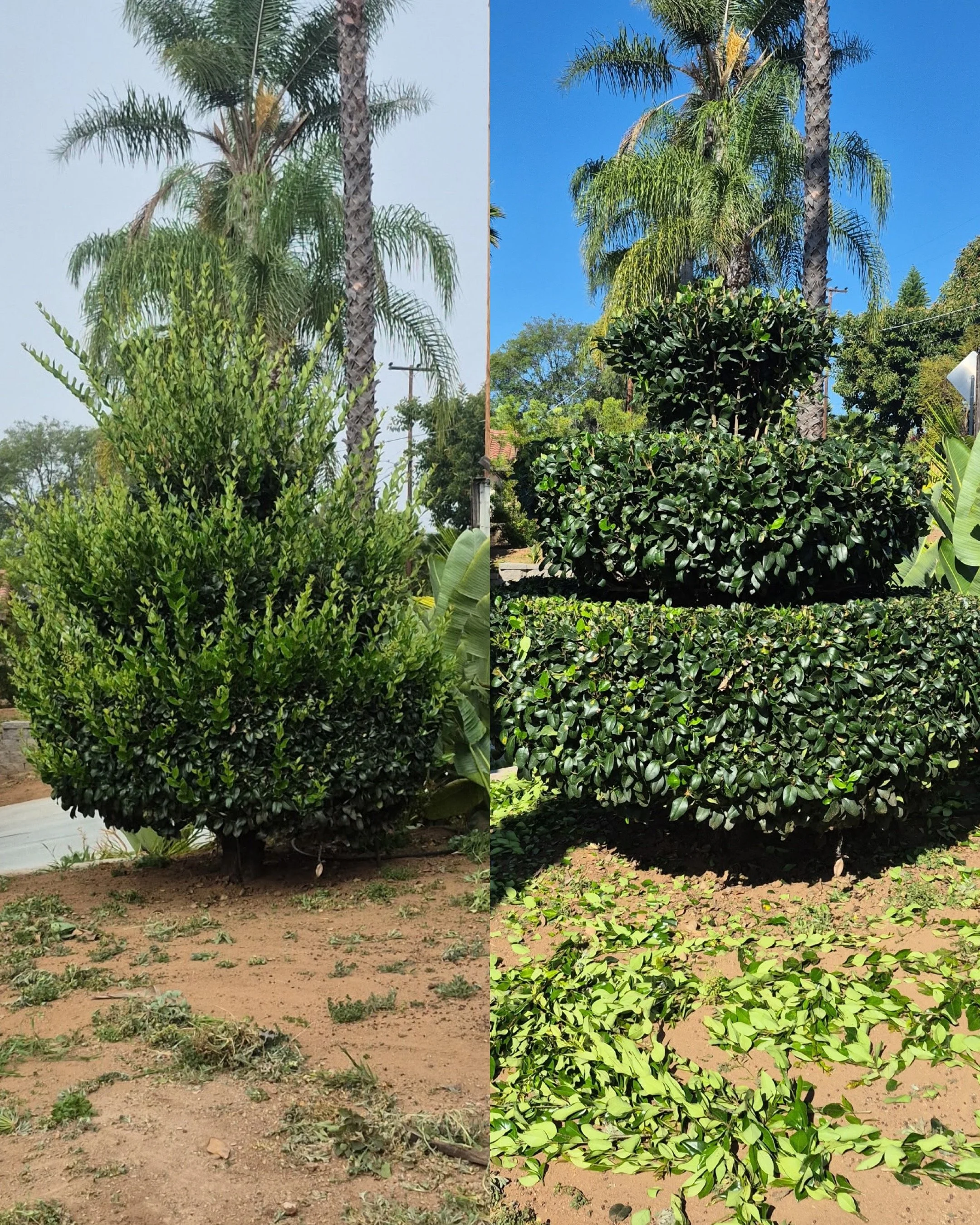 Spring Yard Cleanup in Valley Center &amp; North County San Diego: What Your Property Needs After Winter Rain