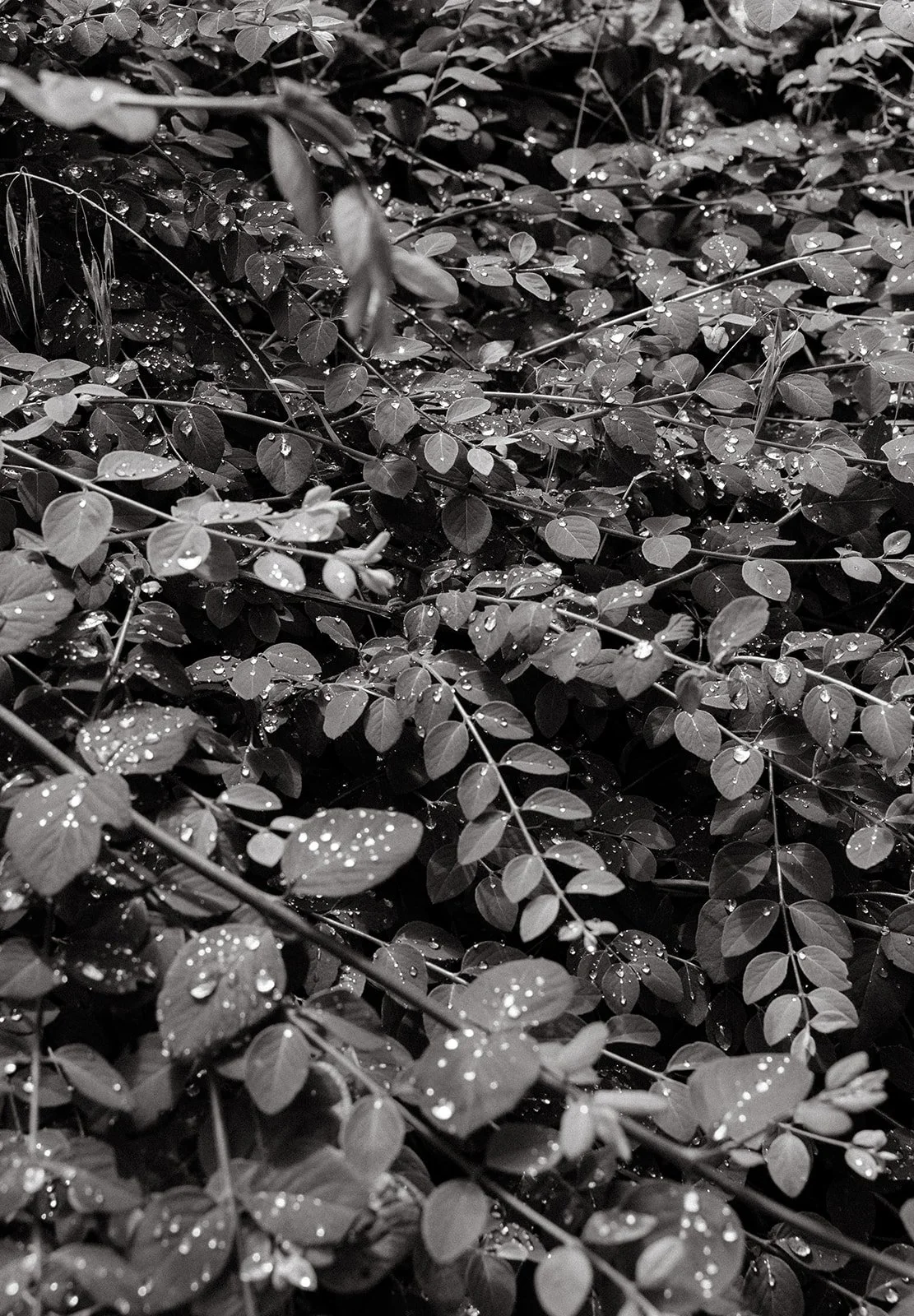 Tessaautumnphoto-15_websize.jpg