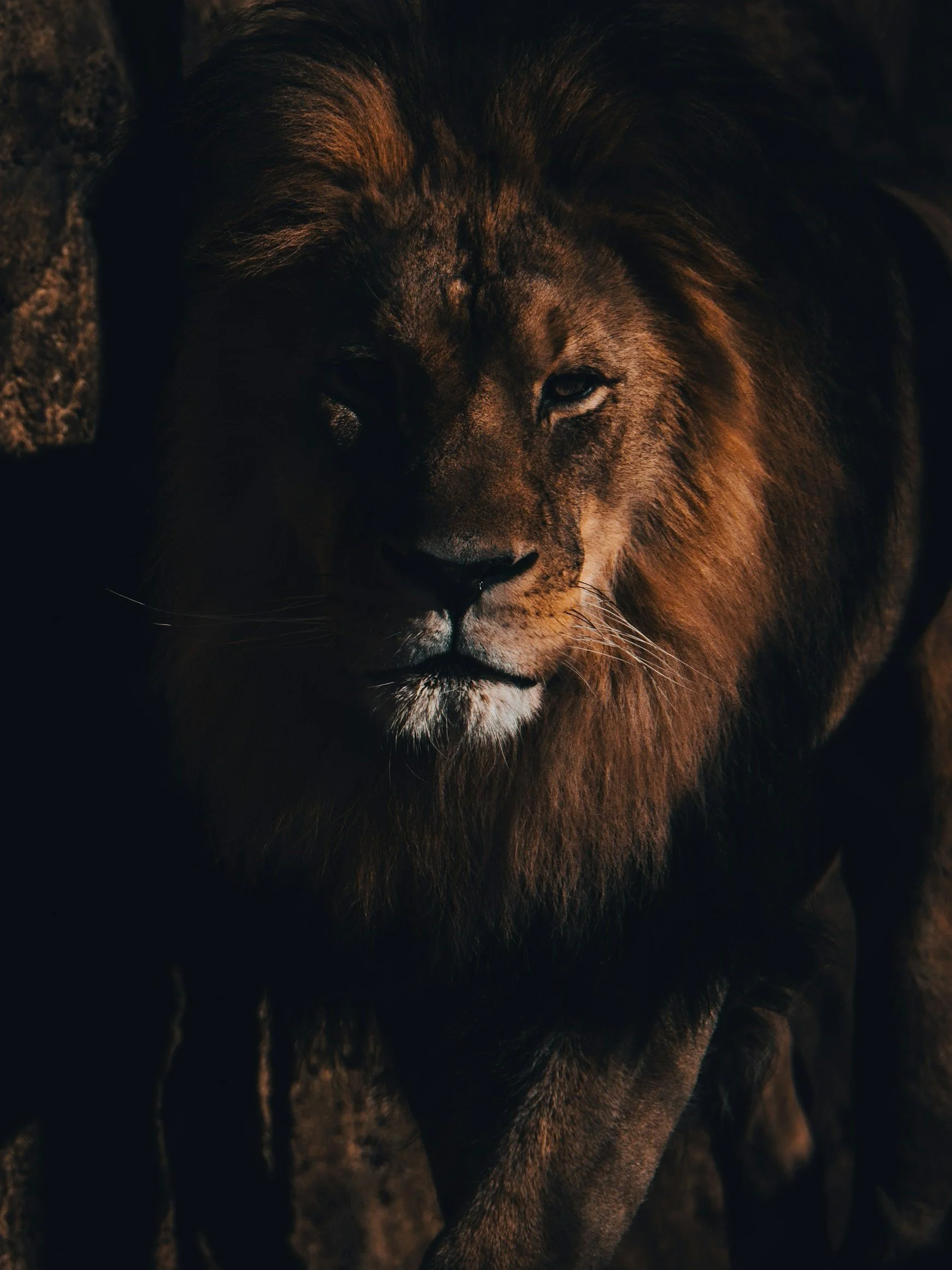 Confidence Like a Lion