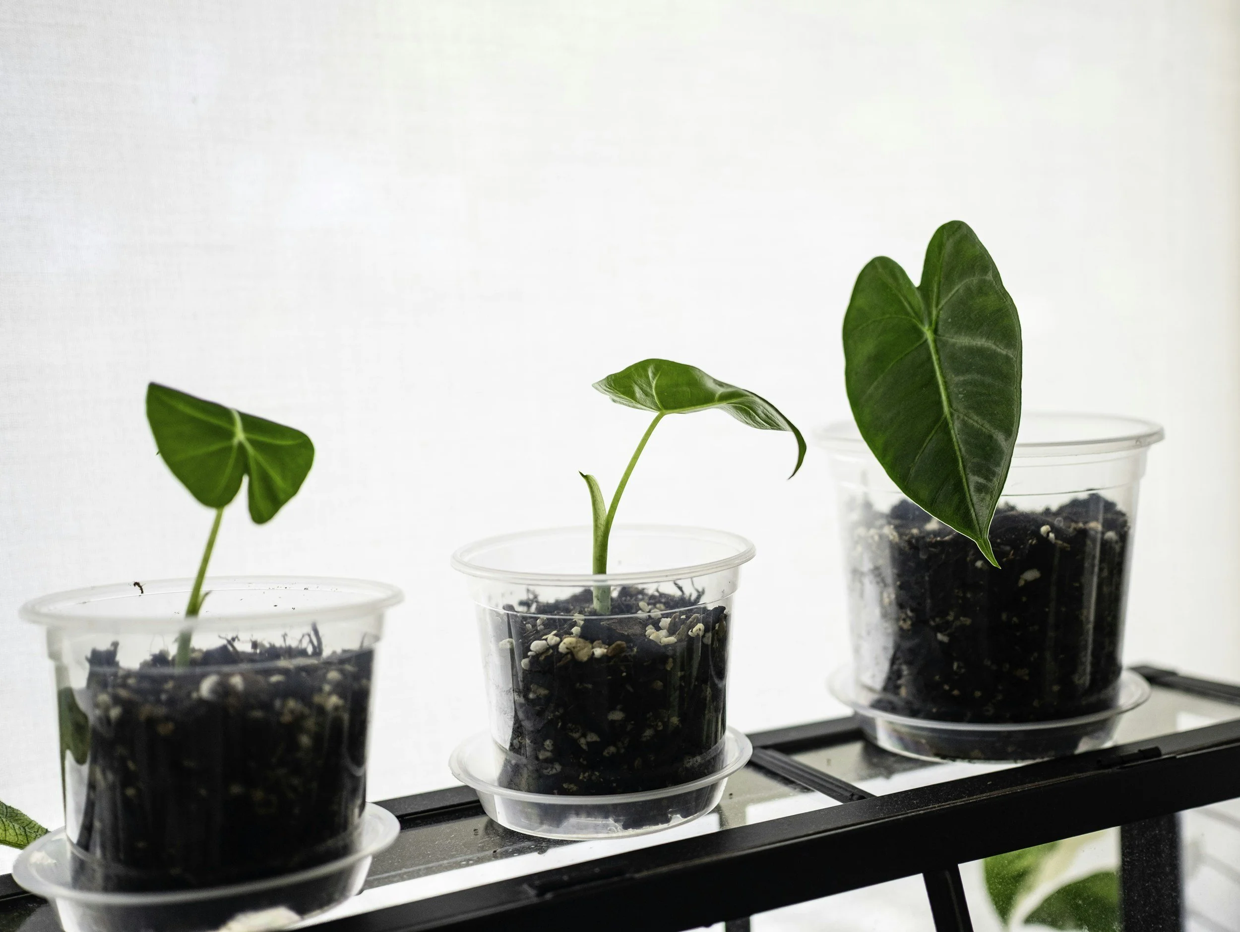 growing season for your group practice