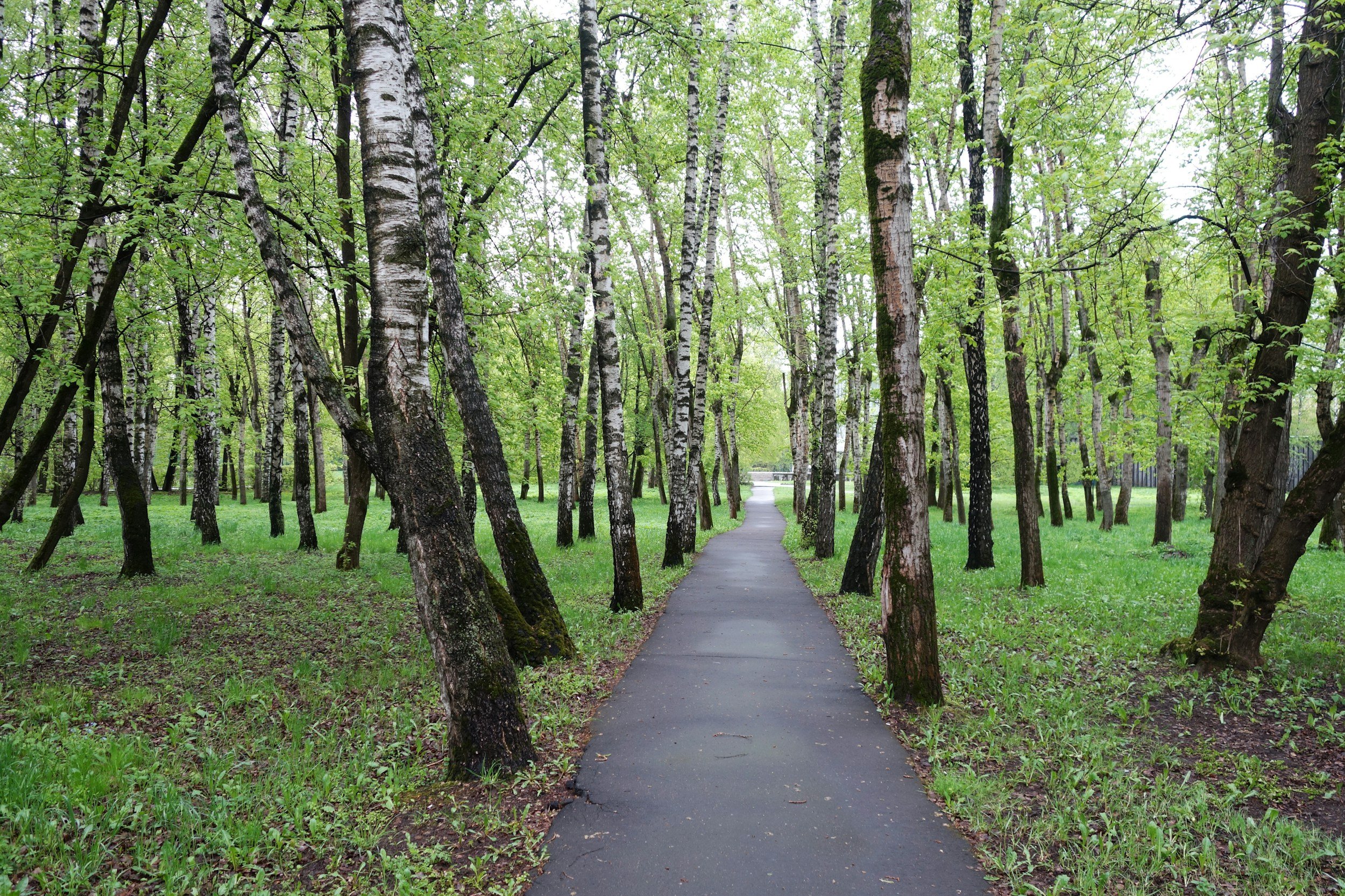 An open path through trees, representing the long view of building a sustainable group practice.