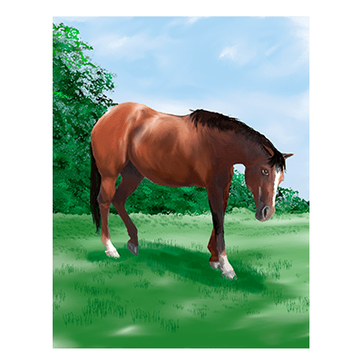 Sofias-Someone-Sofia-Horse-Donna-Frost-Tolman-Main-Press-Childrens-Books-min.png