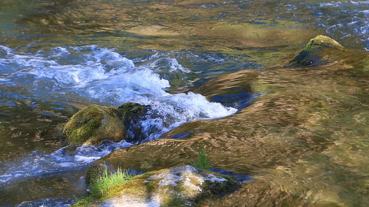 Shinrin-yoku Series - Video #2