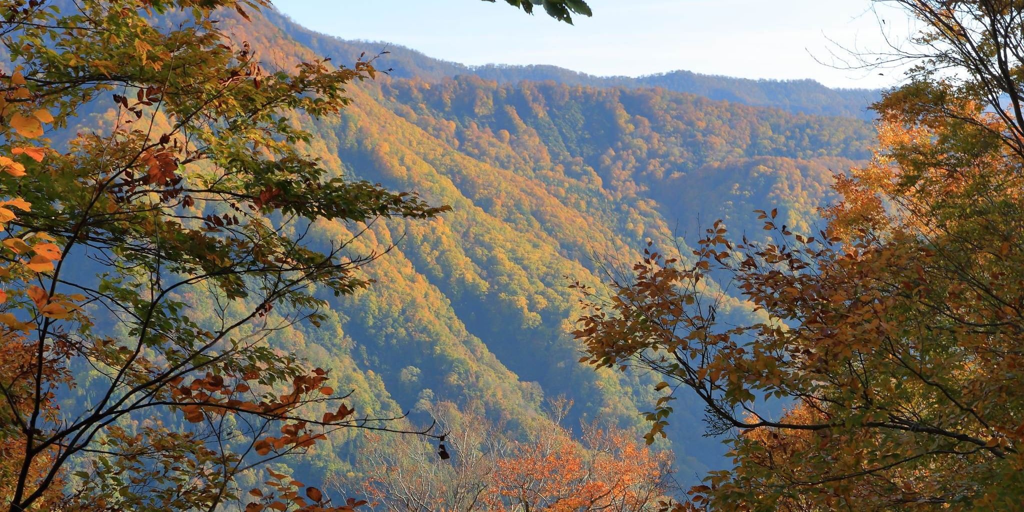 Virtual Japan – Day 5 – Otari Forest