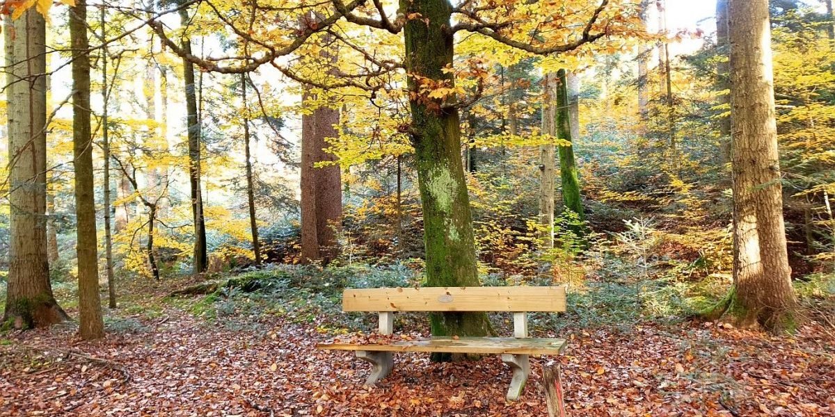 Nature can teach you Stillness