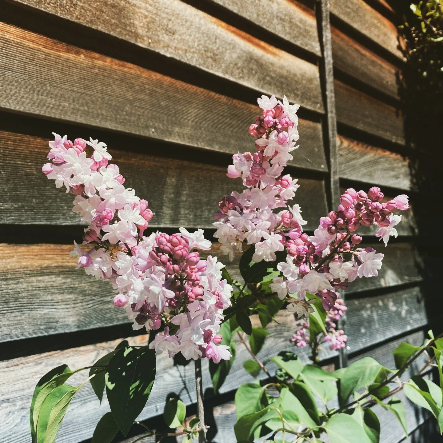 Mid Spring is here and so is my Lilac. I discovered the edible and medicinal uses of Lilac a few years ago but my tree is still too little to harvest. You can make lilac syrup, lilac sugar, jams and add to vinegars. She smells amazing though so I wil