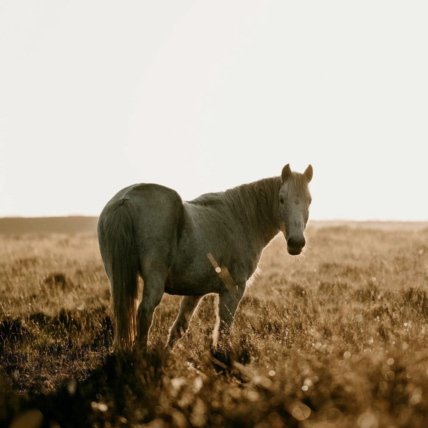 Year of the Fire Horse. Golden light. Forward movement.

The February studio note is out!

Past, present, future and what&rsquo;s unfolding next at Soleil.

Design, ceramics, archives, and a few offerings made with love.

If you want to stay present 