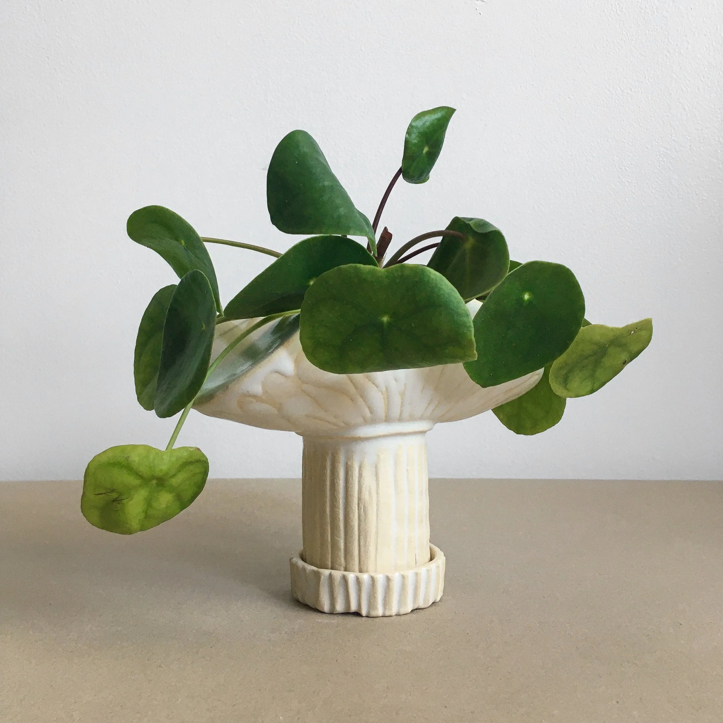 A green potted plant with round leaves in a cream-colored decorative vase on a beige surface with a plain white background.