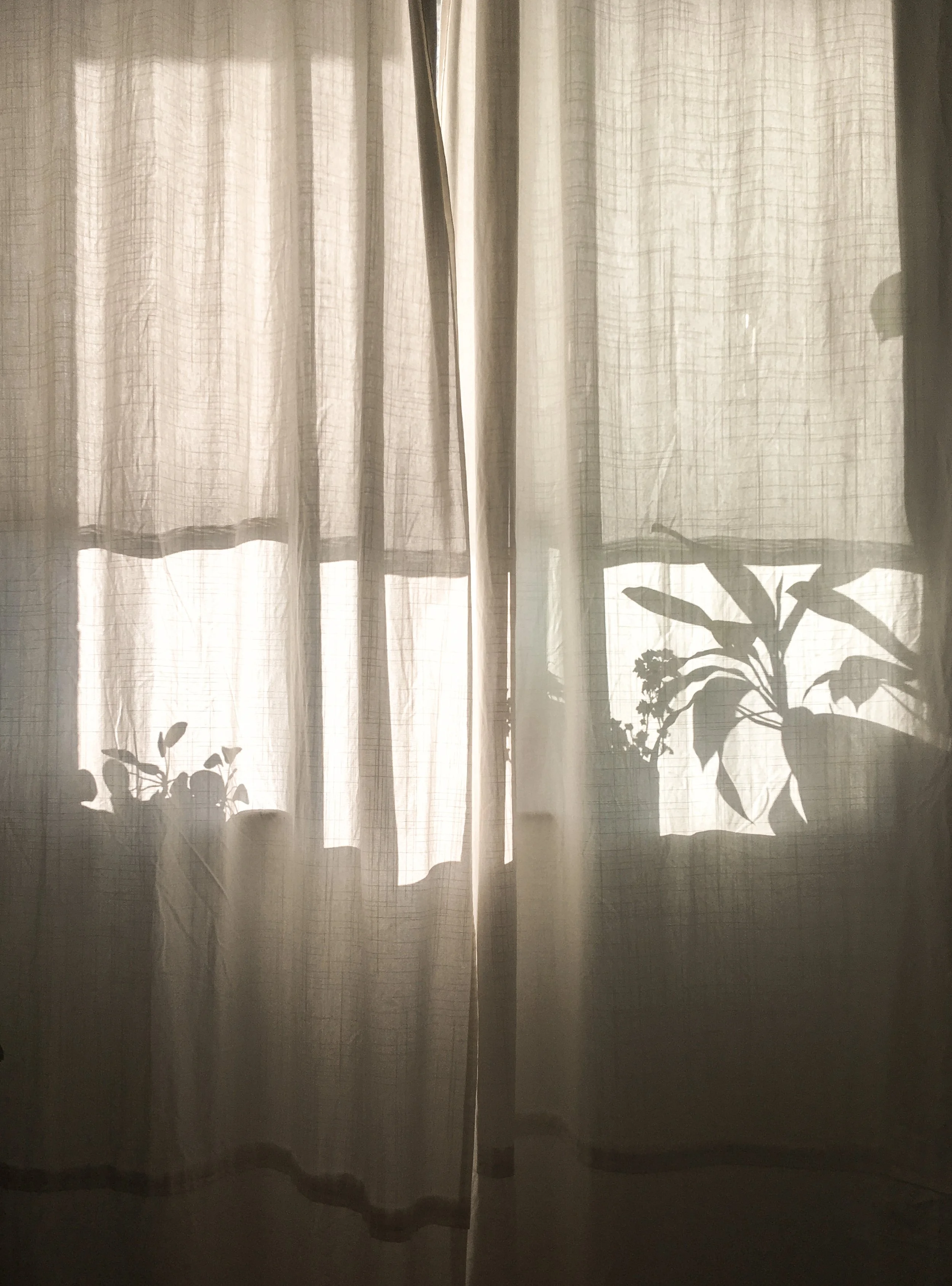 Styling design by Sarah Stevens of Soleil Design Co. Curtains with shadows of plants cast on them, sunlight shining through. A snapshot from an apartment in Brooklyn, New York.