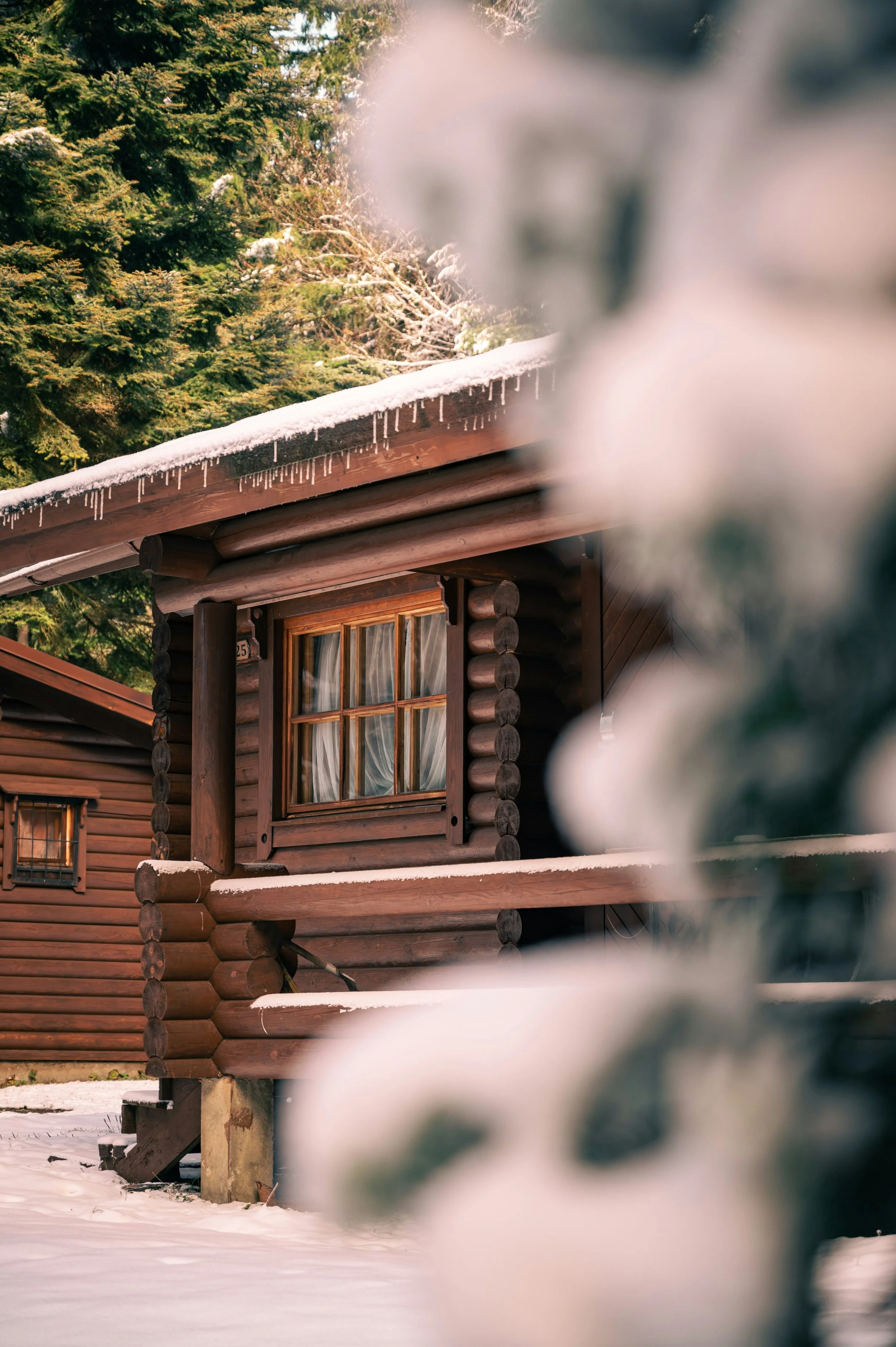 A wooden winter cabin with snow on the roof and icicles hanging from the eaves, set against a background of green pine trees, partially obscured by blurred evergreen branches in the foreground.