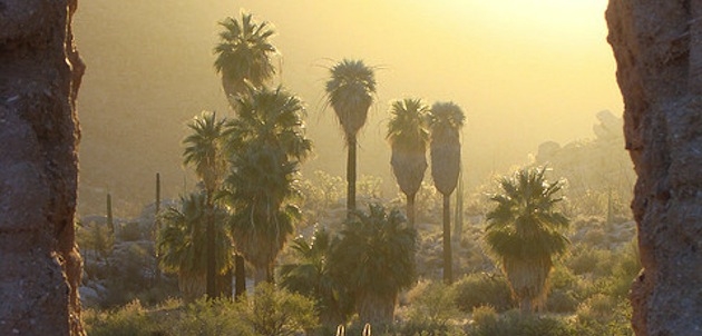 oasis.jpg