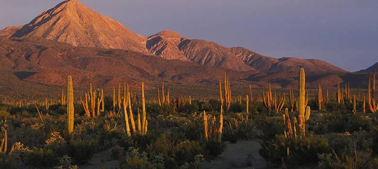 desierto-vizcaino.jpg