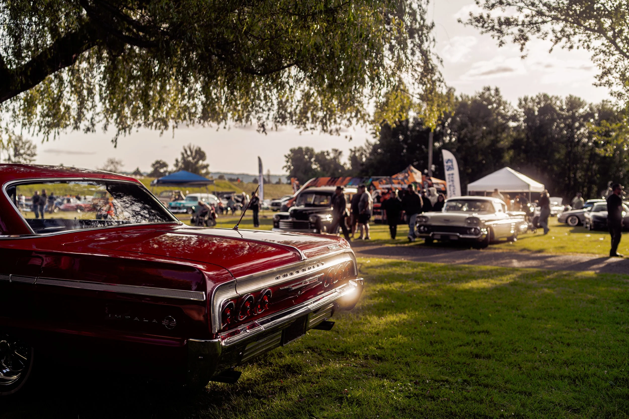 impala willow trees .jpg