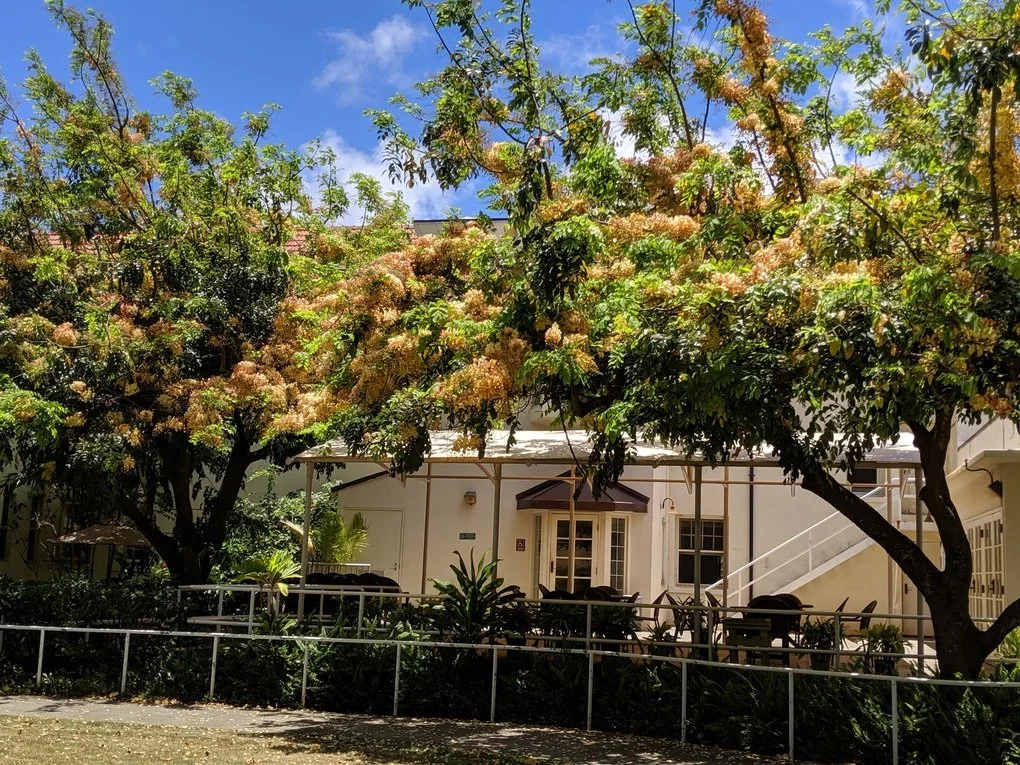 Our large back lānai lined by shower trees and gardens offers a clear view of Koko Crater and the back lawn where we hold many of our cultural events.