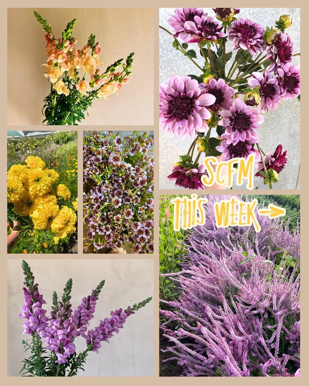 Come get a load of this!
 
Today at 3pm through Sunday at 10am✨

On @rooted_farmers 

SCFM Farms;
@wavelengthflowers
@top.of.the.hill.flowers 
@studdertfamilyfarm 
@strongarmfarm 
@sidekickflowers 
@poppiesandpetalsfarm 
@marionmossfloral 
@longertab