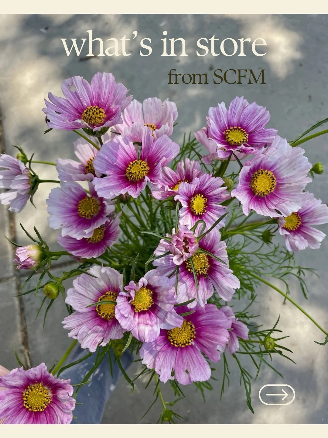 muchas cosas muy bonitas.

shop goes live at 3pm, each wednesday.
on @rooted_farmers 

SCFM farms listing this week:
@filigreenfarm 
@fullbloomflowerfarm 
@jenniflorasonoma 
@longertableflowers 
@marionmossflowerfarm 
@poppiesandpetalsfarm 
@strongar