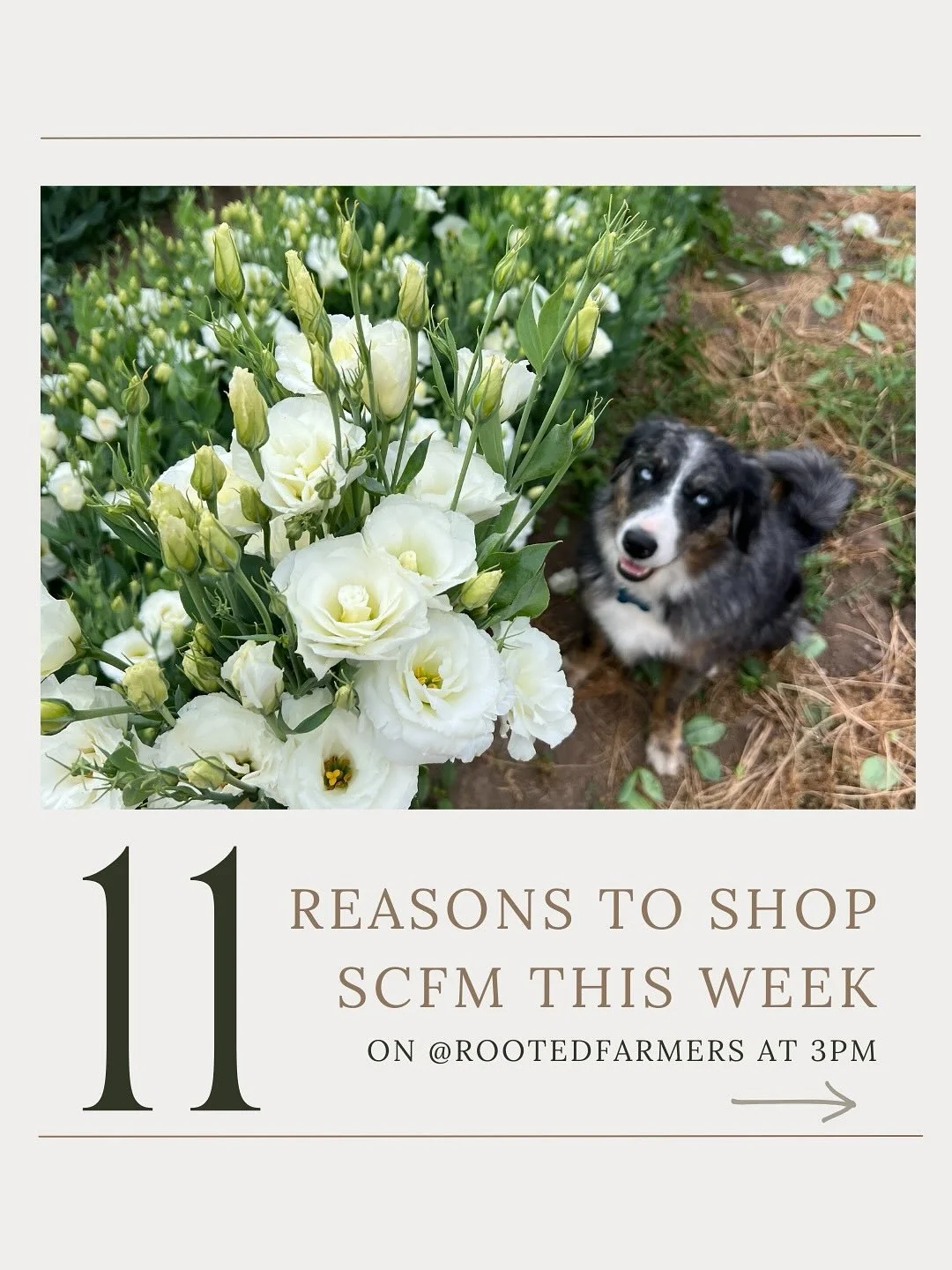 September showers bring more flowers!

Shop is live on @rooted_farmers