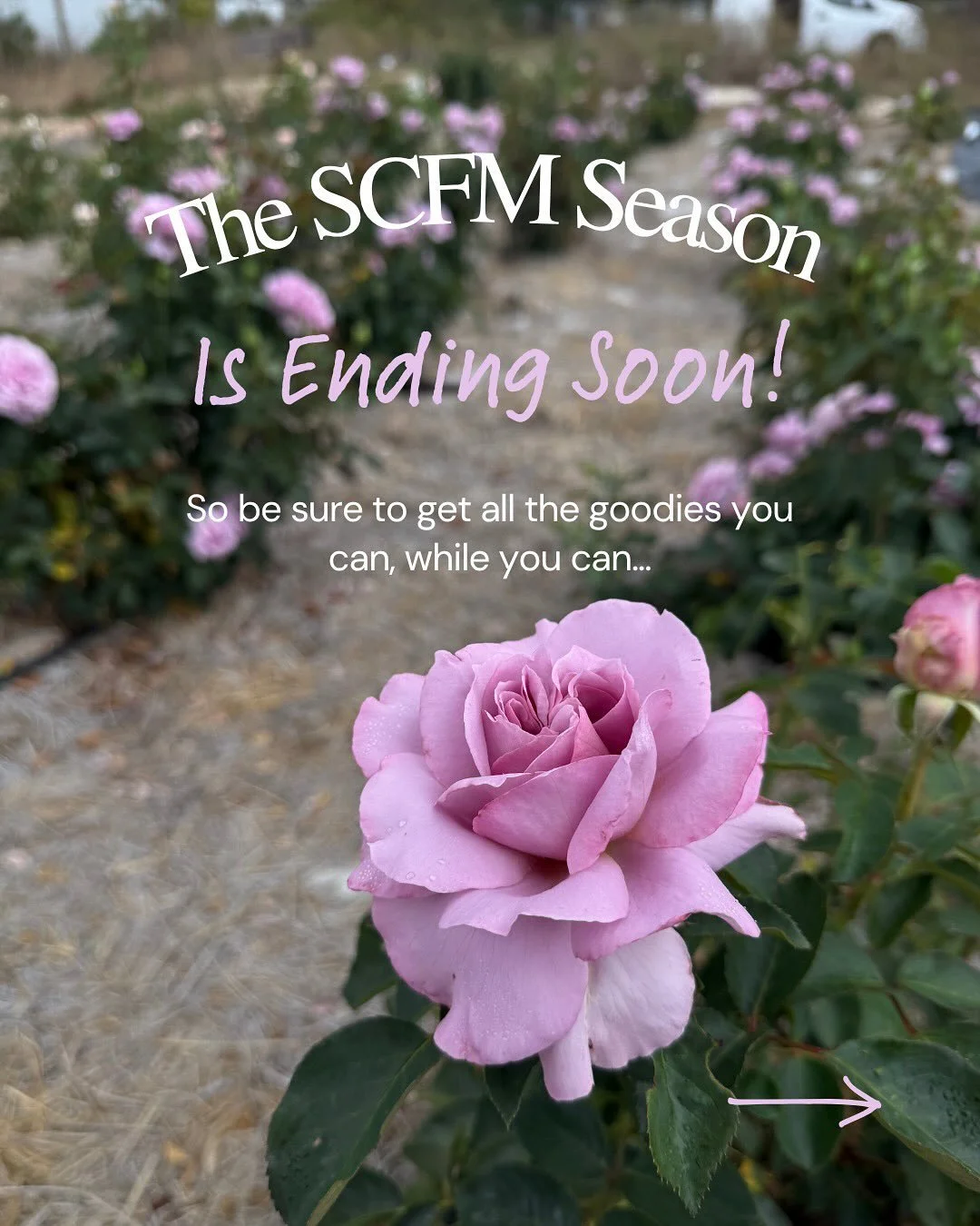 Just a few more weeks of SCFM's finest blooms 

Get them while you can on @rooted_farmers 

OR send in your Advanced Request to sonomacountyflowermarket@gmail.com

SCFM Farms this week include:
@drycreekflowers 
@filigreenfarm 
@fullbloomflowerfarm 
