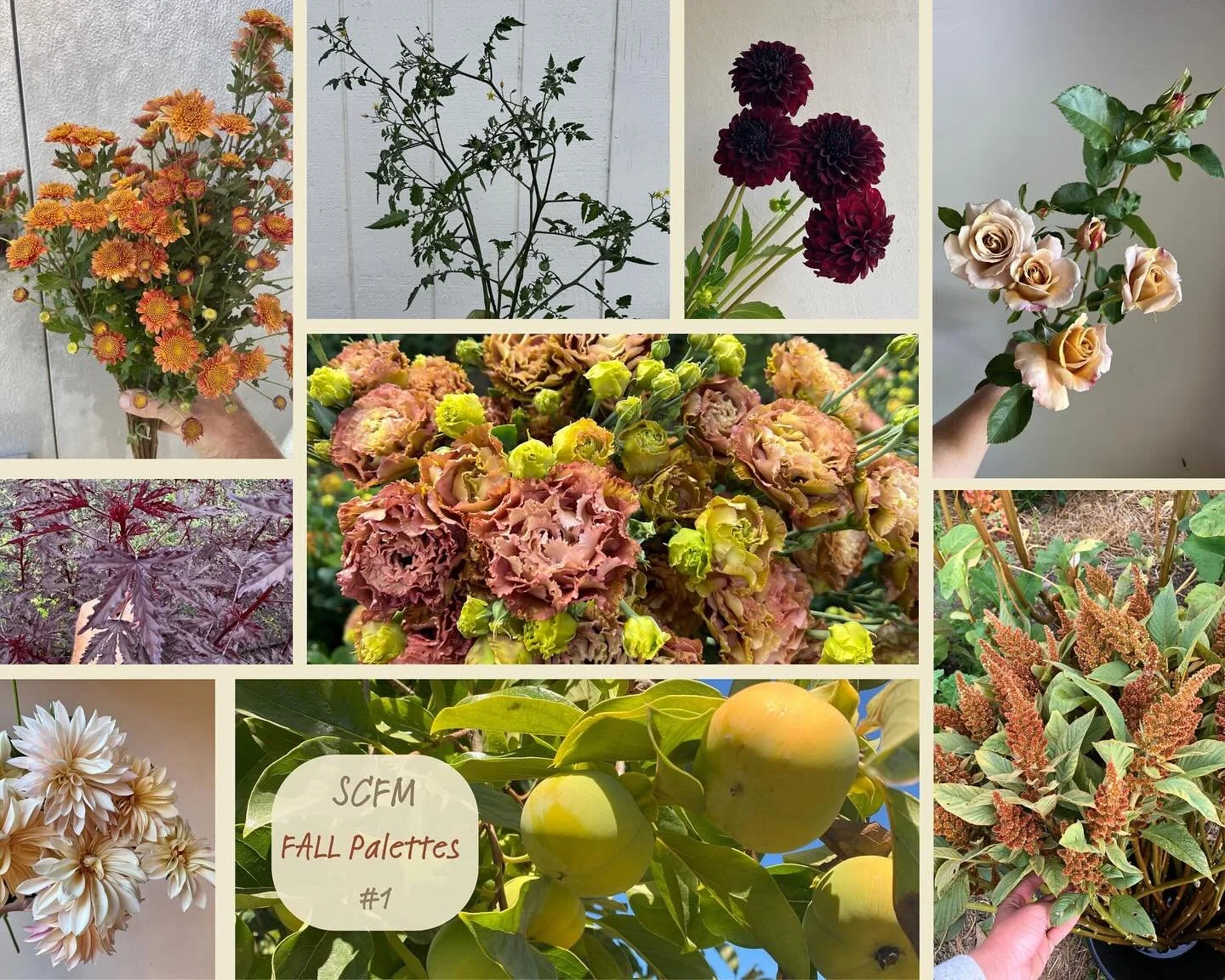 let's Fall together!

all kinds of fun combos available through SCFM this week on @rooted_farmers

Wed @3pm through Sun @10am

participation farms include:
@drycreekflowers 
@filigreenfarm 
@fullbloomflowerfarm 
@jenniflorasonoma 
@longertableflowers