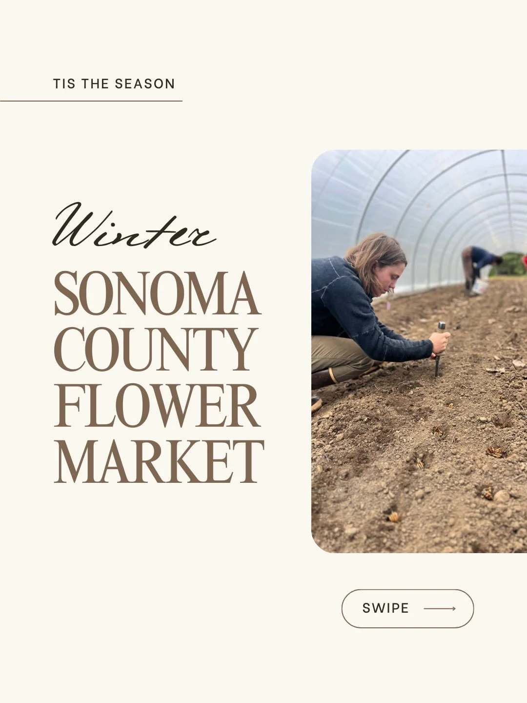 ...

While we have been quiet, we have been busy;
Prepping our fields, our systems, our minds and bodies - all the components that will go into another great year of local flowers from Sonoma County Flower Market in 2026!

Here's a little bitty sneak
