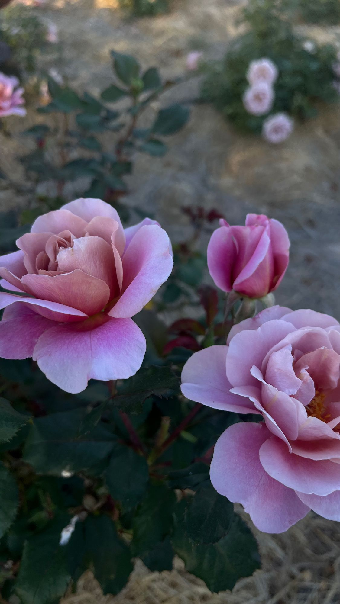 Happy Holidays from SCFM!