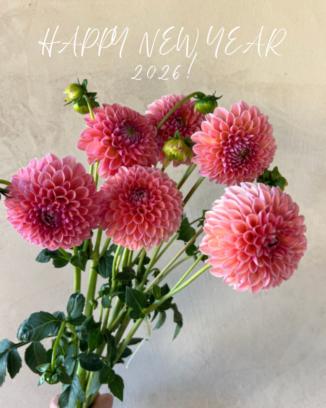 Happy New Year from SCFM!